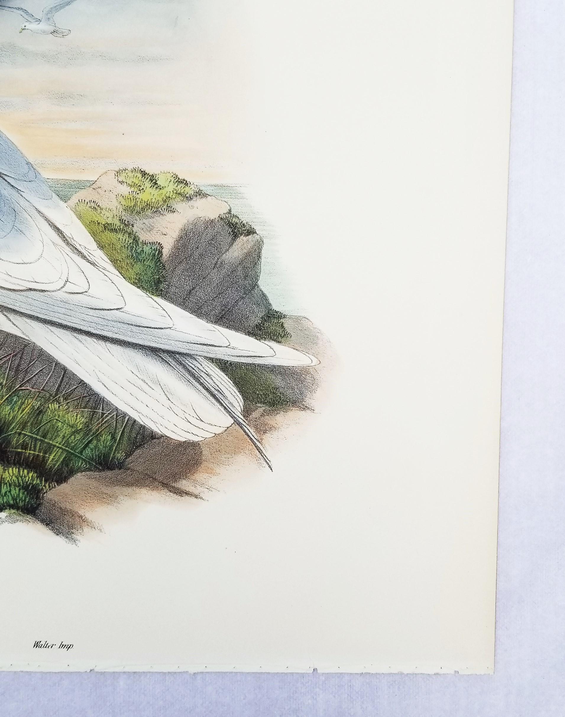 Larus Islandicus (Gabbiano d'Islanda) /// John Gould Ornitologia Uccelli Animali Lito d'Arte in vendita 6