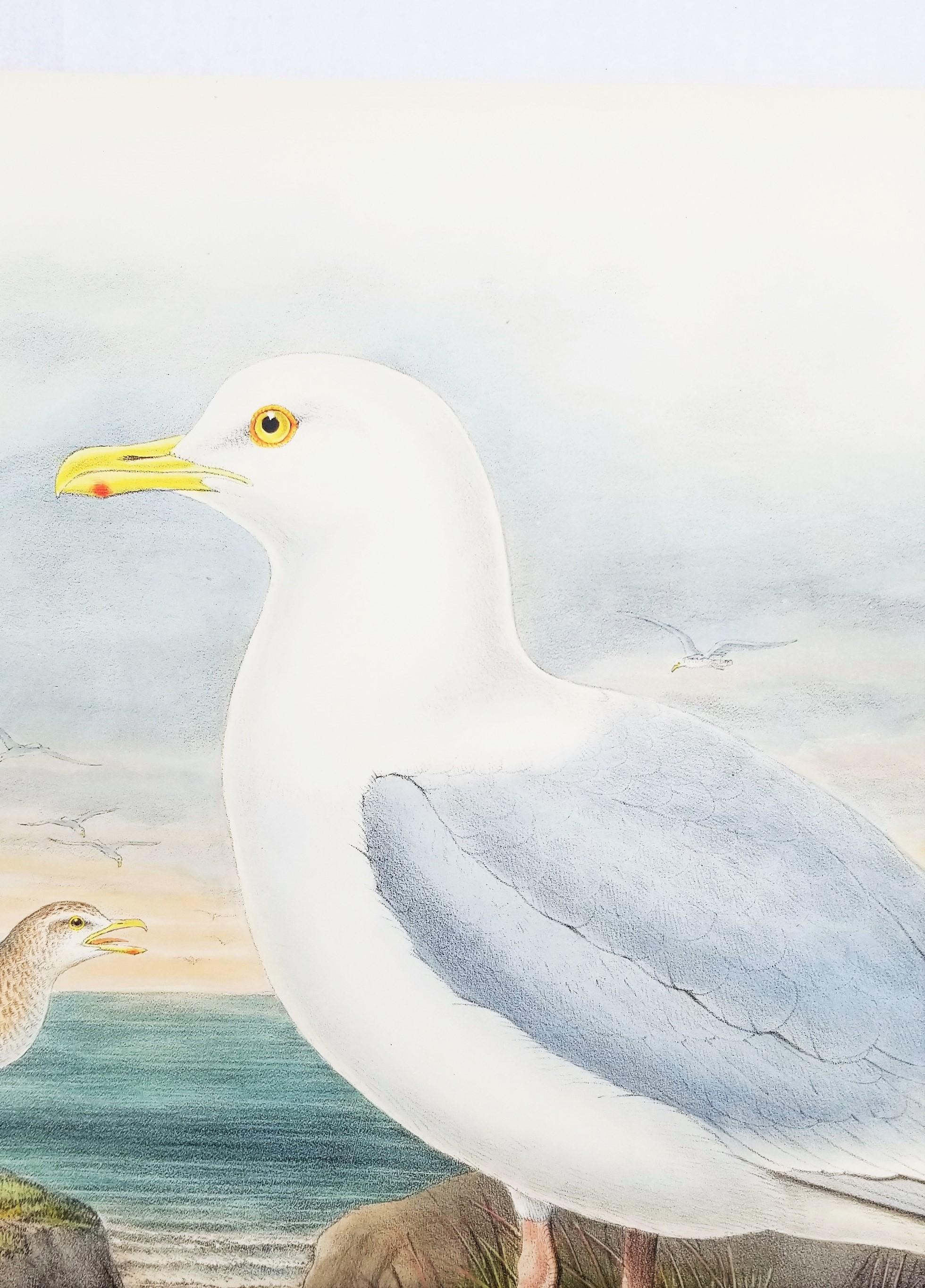 Larus Islandicus (Gabbiano d'Islanda) /// John Gould Ornitologia Uccelli Animali Lito d'Arte in vendita 7