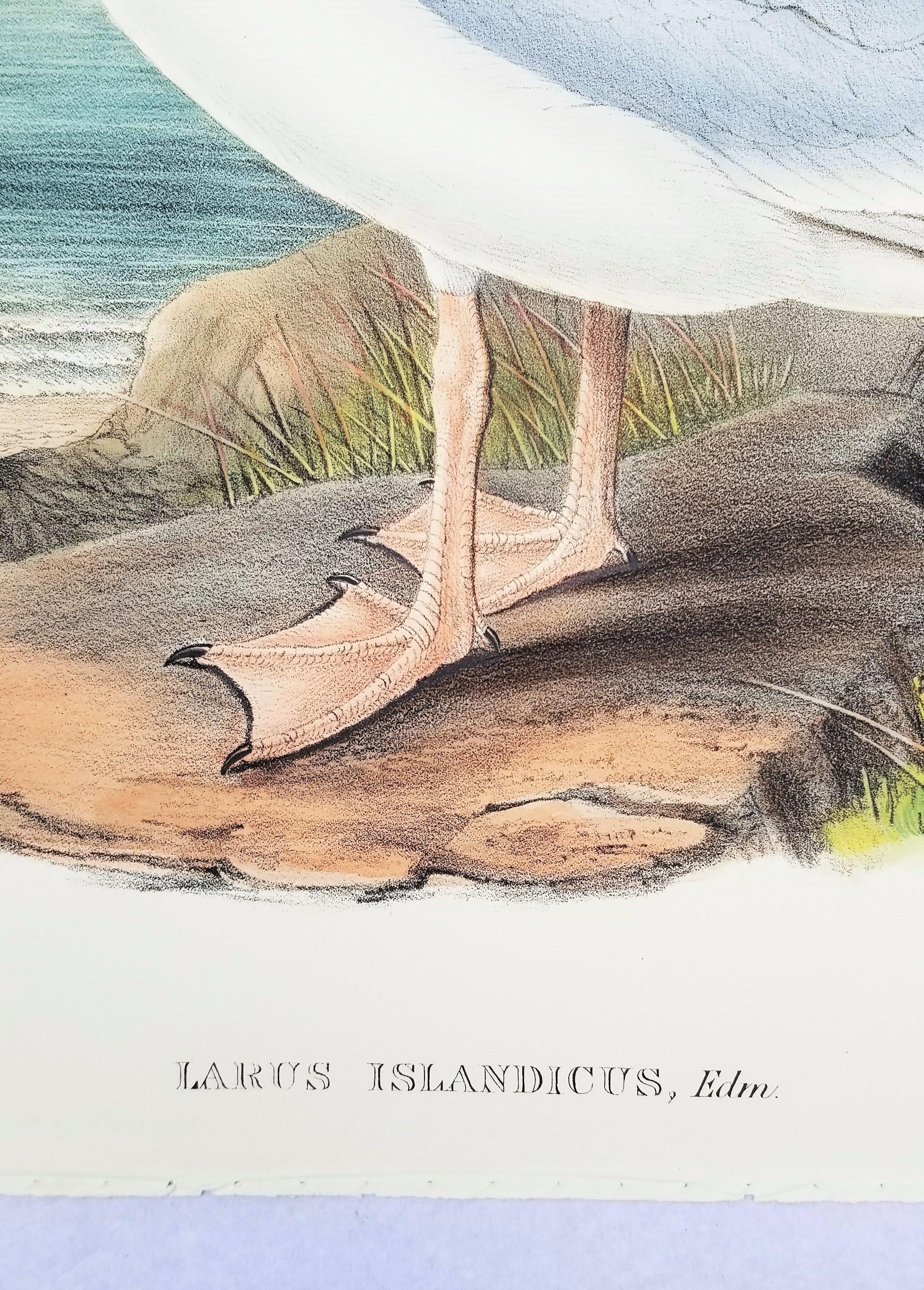Larus Islandicus (Gabbiano d'Islanda) /// John Gould Ornitologia Uccelli Animali Lito d'Arte in vendita 8