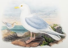 Larus Islandicus (Iceland Gull) /// John Gould Ornithology Bird Animal Litho Art