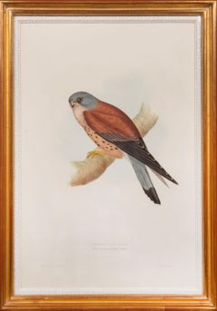 Lesser Kestril. Falco Tinnunculoïdes.