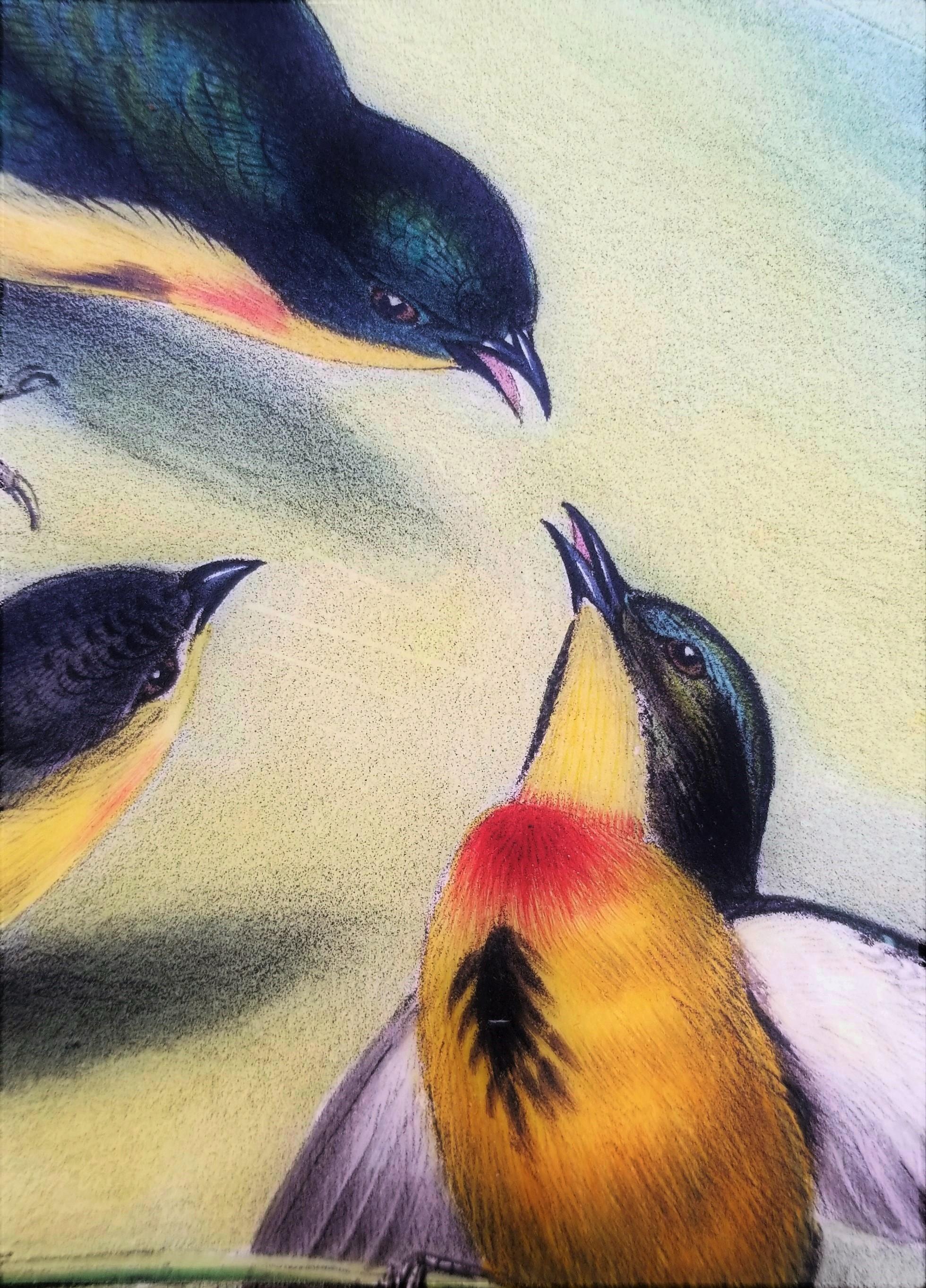 Myzanthe Ignipectus (framboise à fleurs coupée au four) /// John Gould Ornithology Bird en vente 10