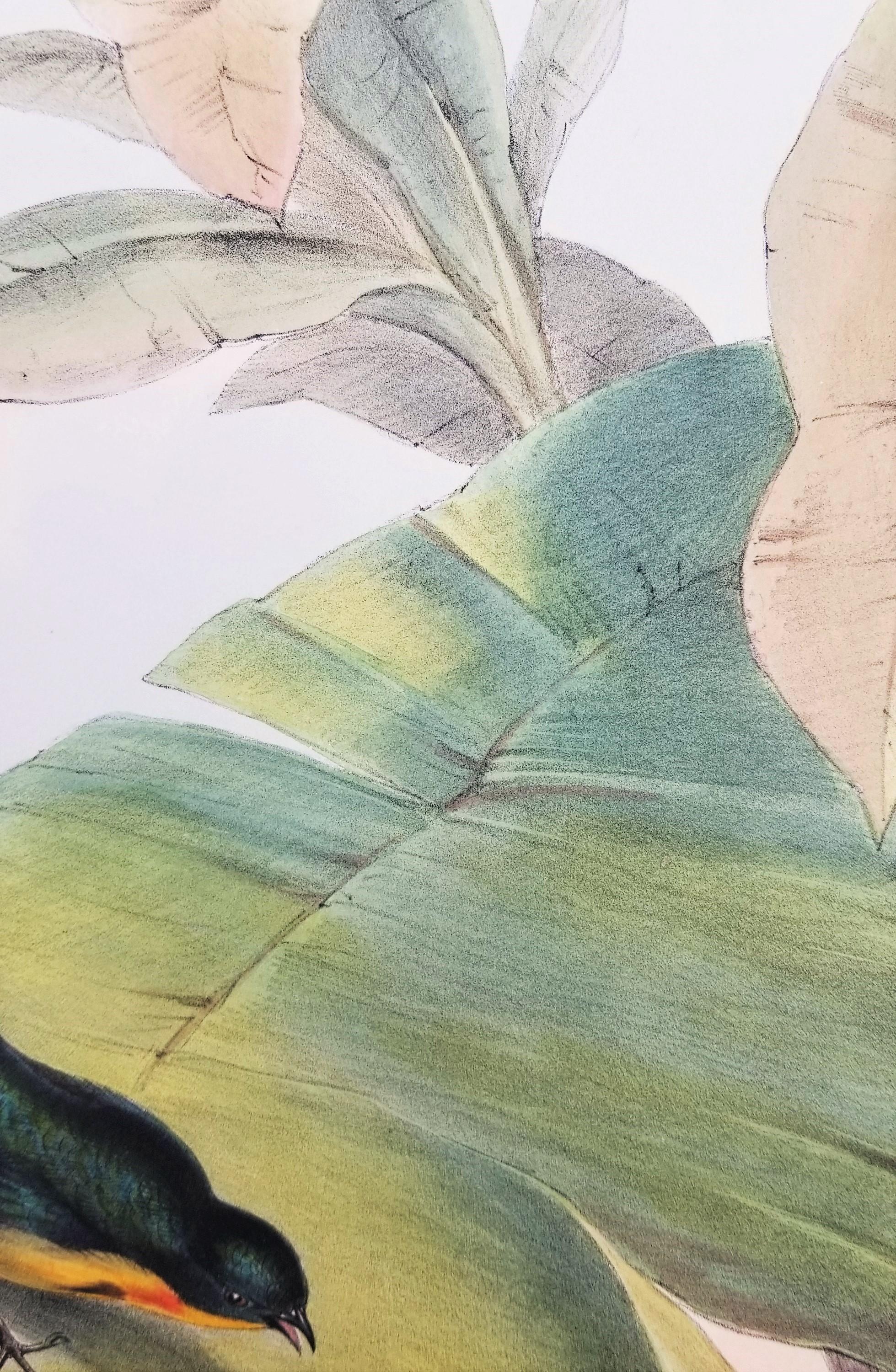 Myzanthe Ignipectus (framboise à fleurs coupée au four) /// John Gould Ornithology Bird en vente 11