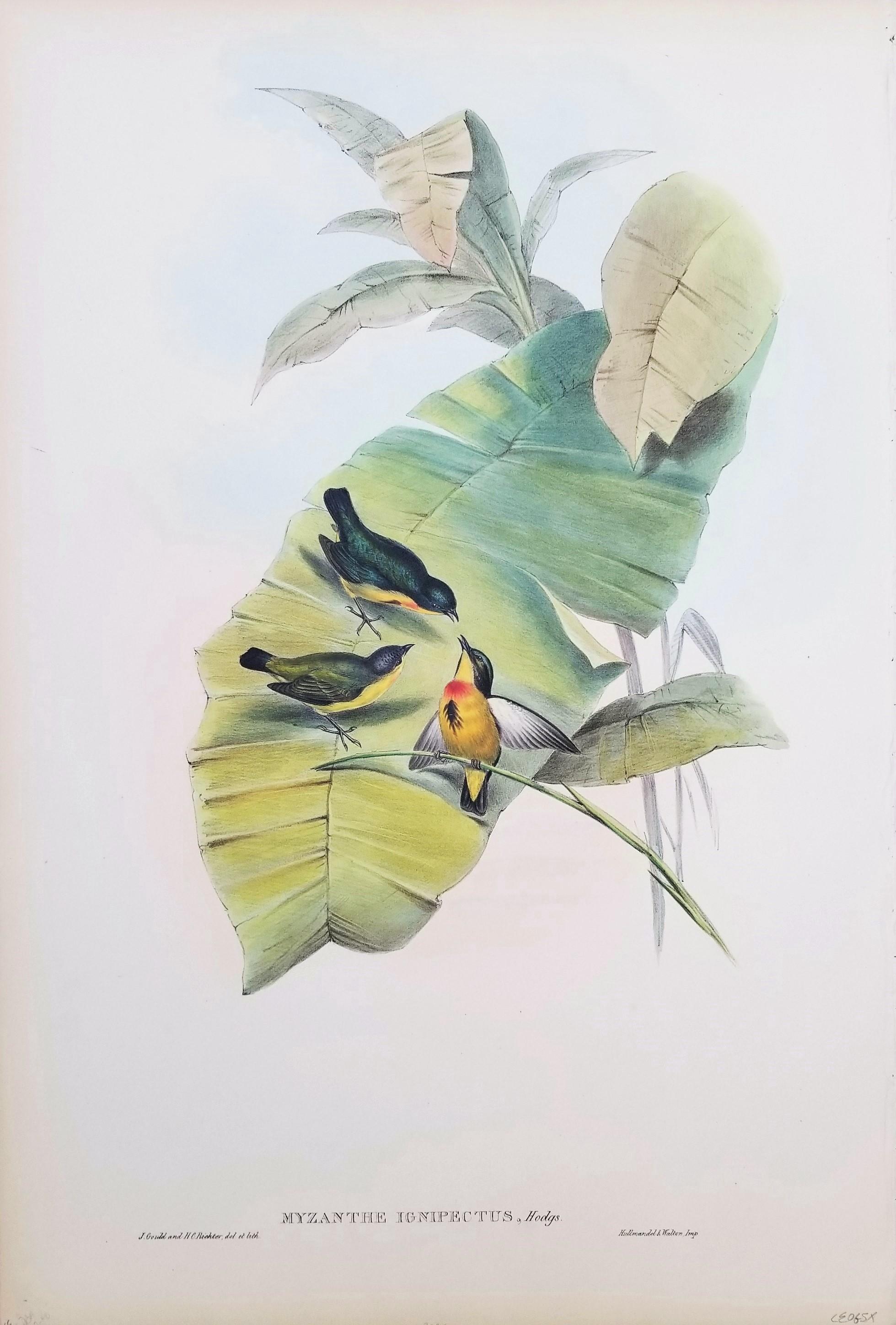 Myzanthe Ignipectus (framboise à fleurs coupée au four) /// John Gould Ornithology Bird en vente 1