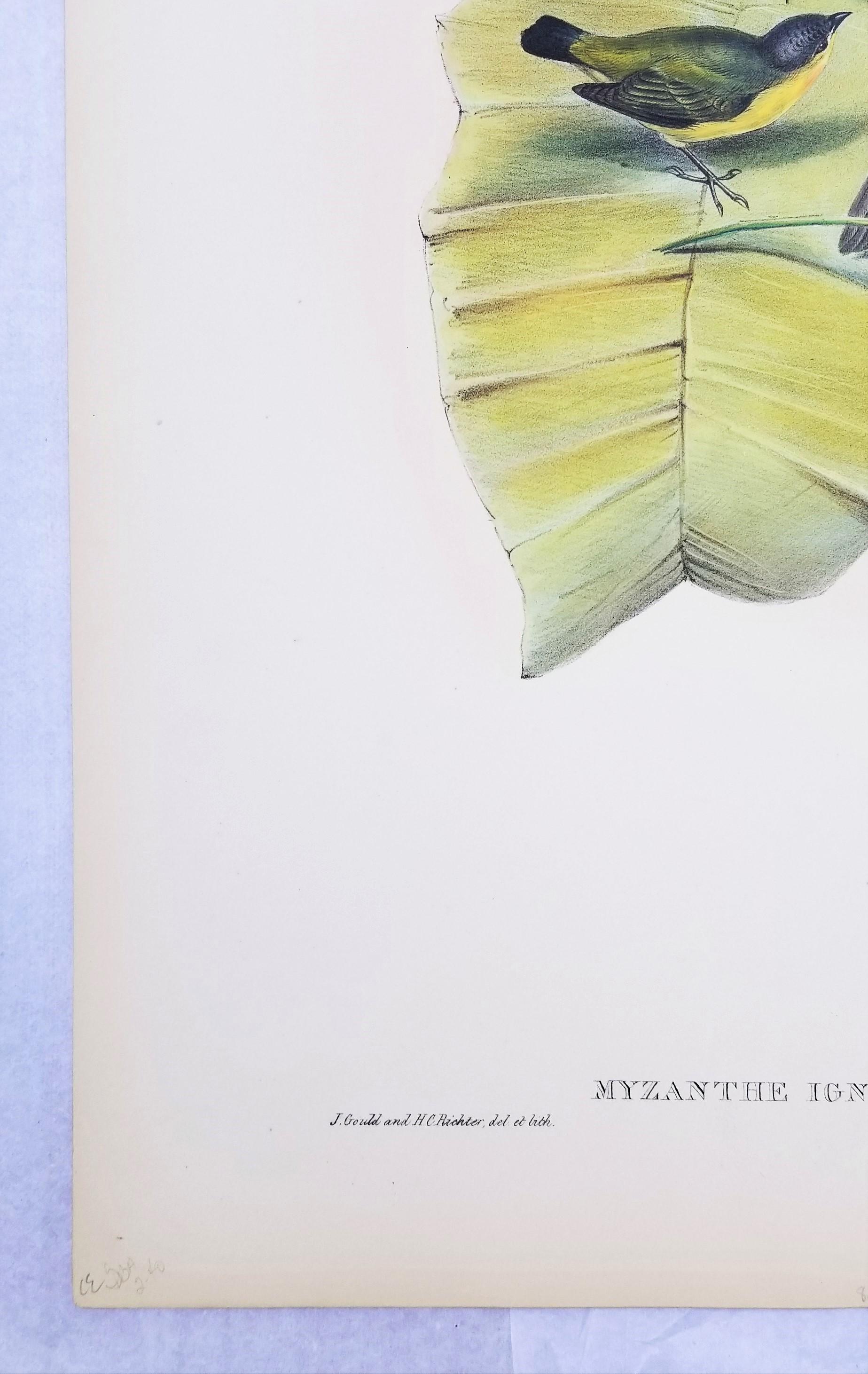 Myzanthe Ignipectus (framboise à fleurs coupée au four) /// John Gould Ornithology Bird en vente 3
