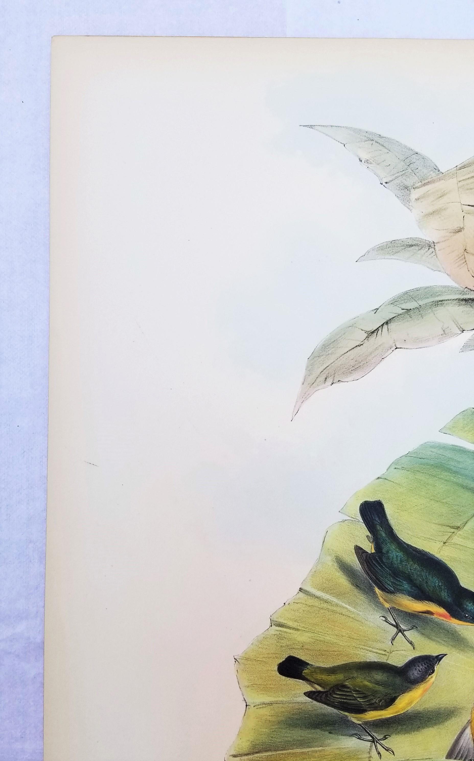 Myzanthe Ignipectus (framboise à fleurs coupée au four) /// John Gould Ornithology Bird en vente 4