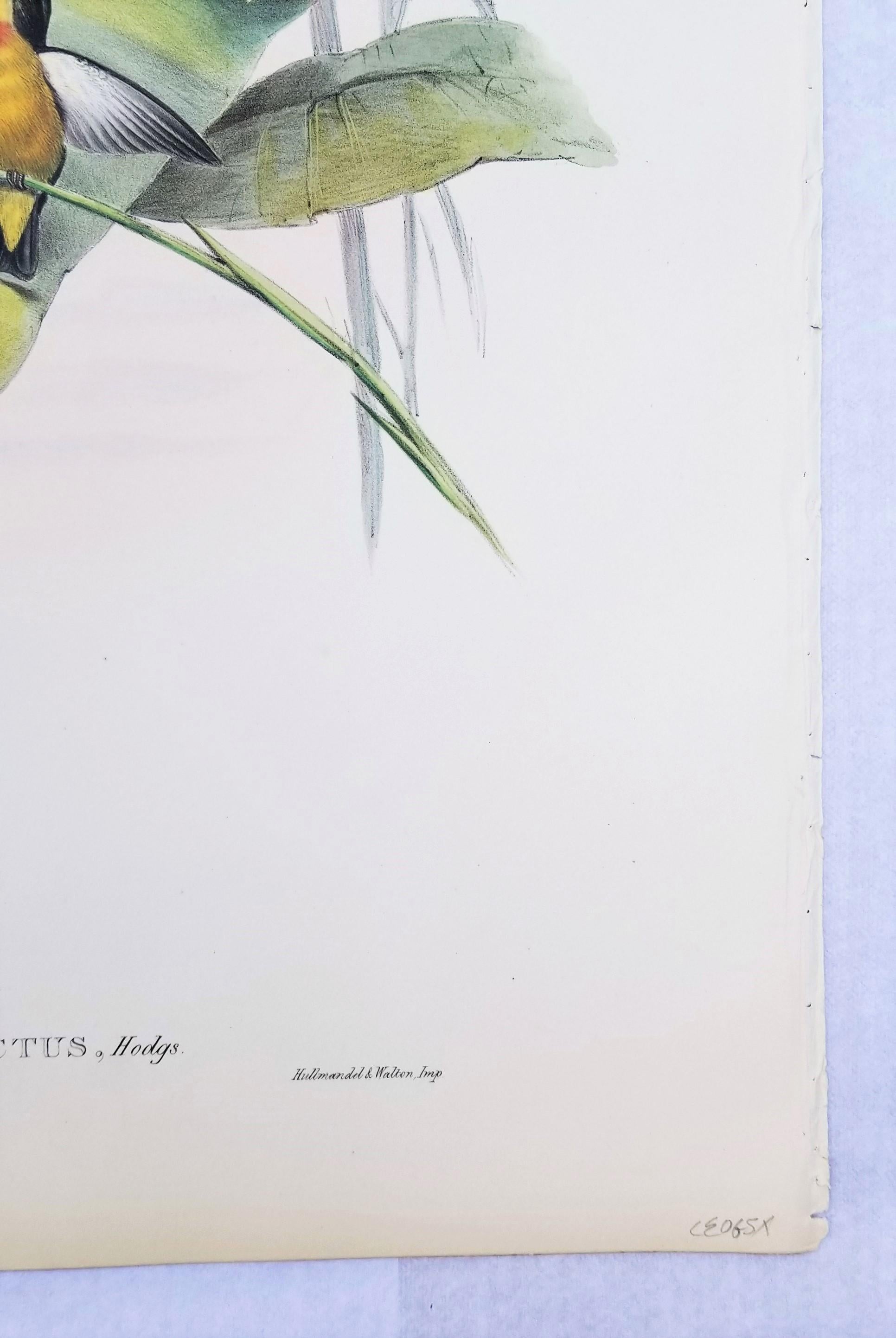 Myzanthe Ignipectus (framboise à fleurs coupée au four) /// John Gould Ornithology Bird en vente 6