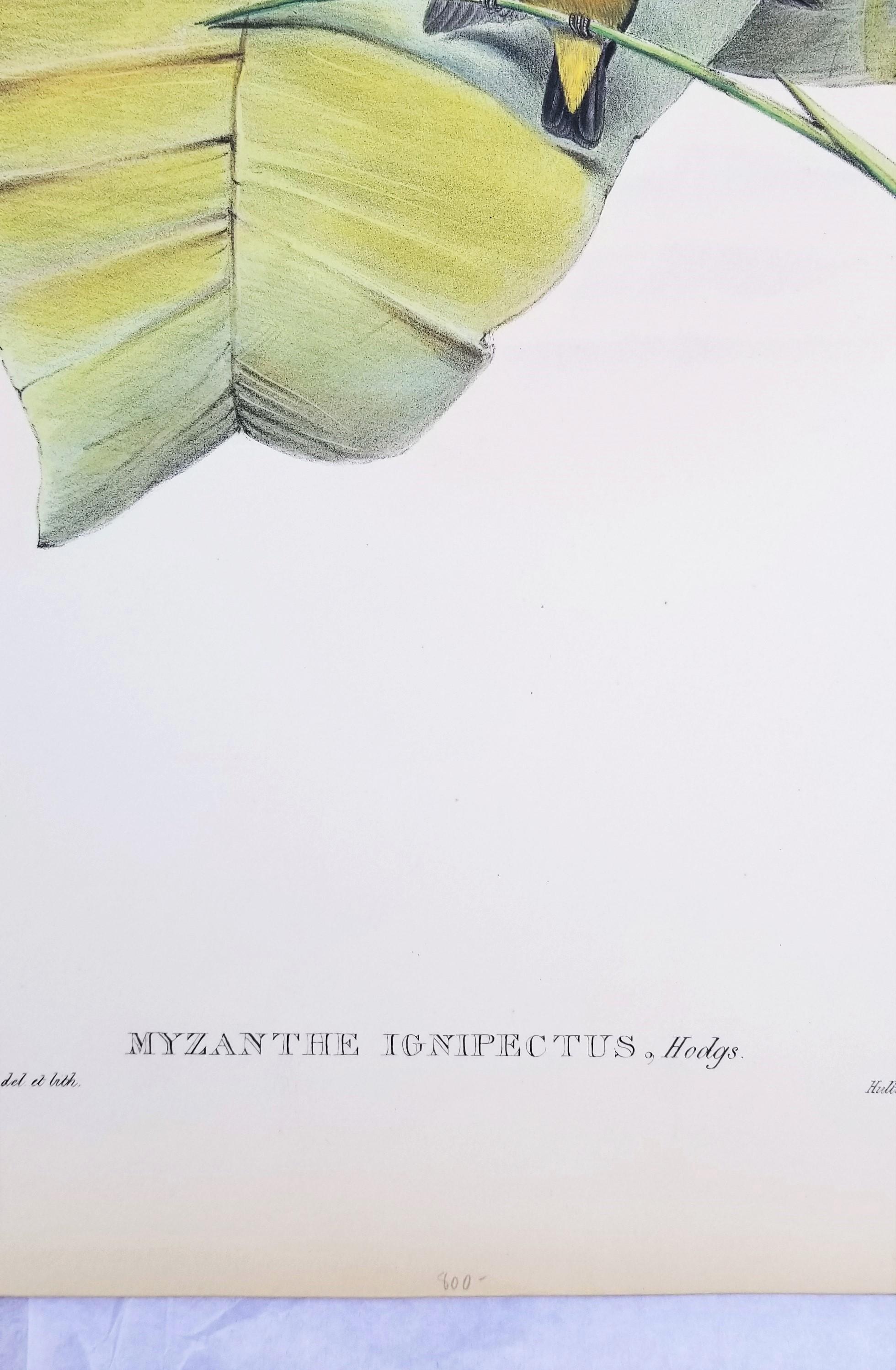 Myzanthe Ignipectus (framboise à fleurs coupée au four) /// John Gould Ornithology Bird en vente 8