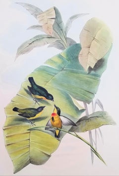 Myzanthe Ignipectus (Fire-breasted Flowerpecker) /// John Gould Ornithology Bird