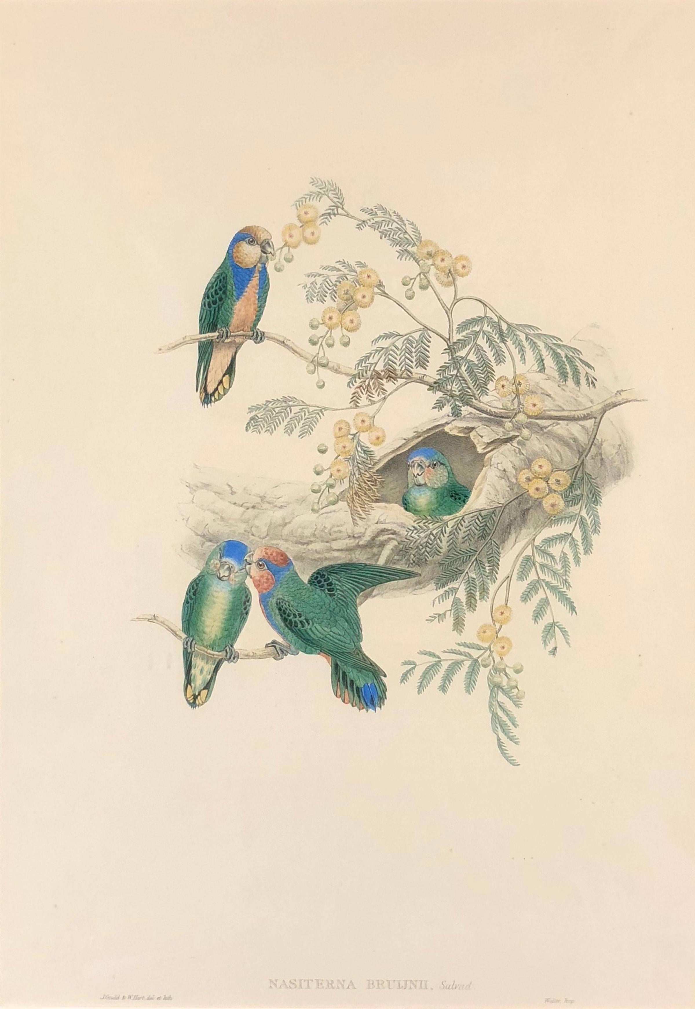 John Gould Animal Print – Nasiterna Bruijni