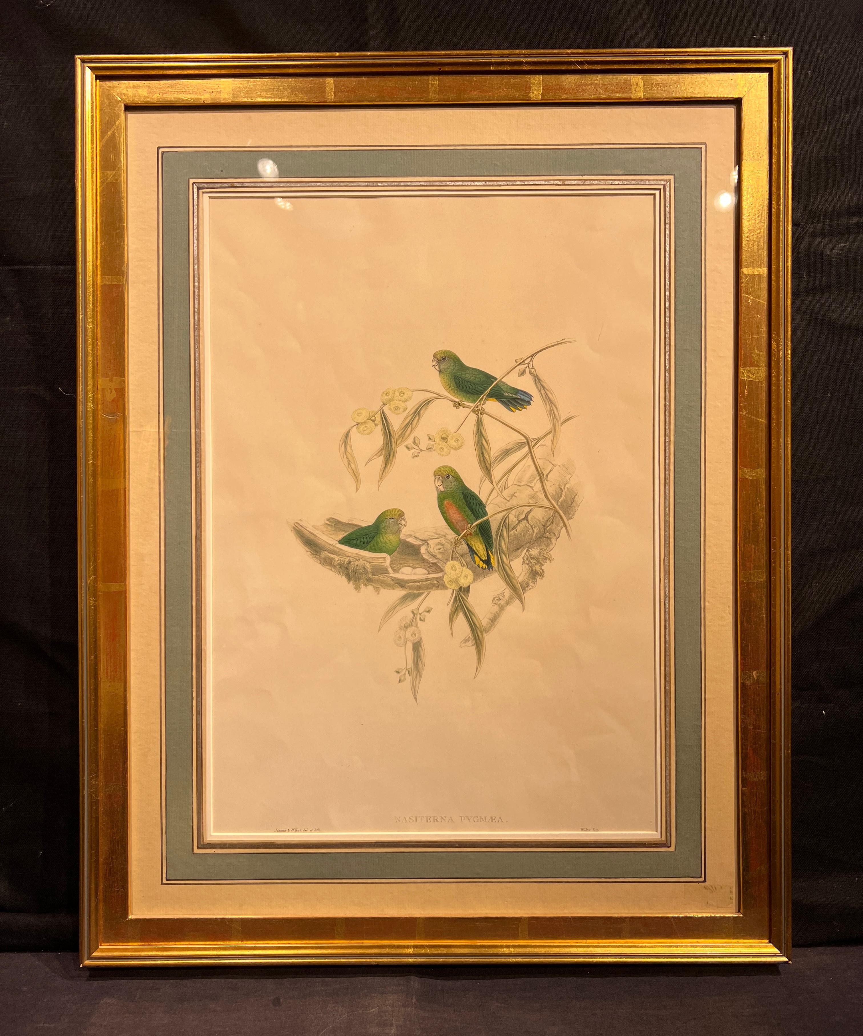 John Gould (britannique, 1804-1881)
Nasiterna Pygmae c. 1849-1861
Lithographie colorée à la main

Taille de l'image : environ 19,5 x 13,5 pouces
Taille encadrée : 27 3/8 x 21 1/2 pouces

John Gould était un ornithologue et un artiste ornithologue