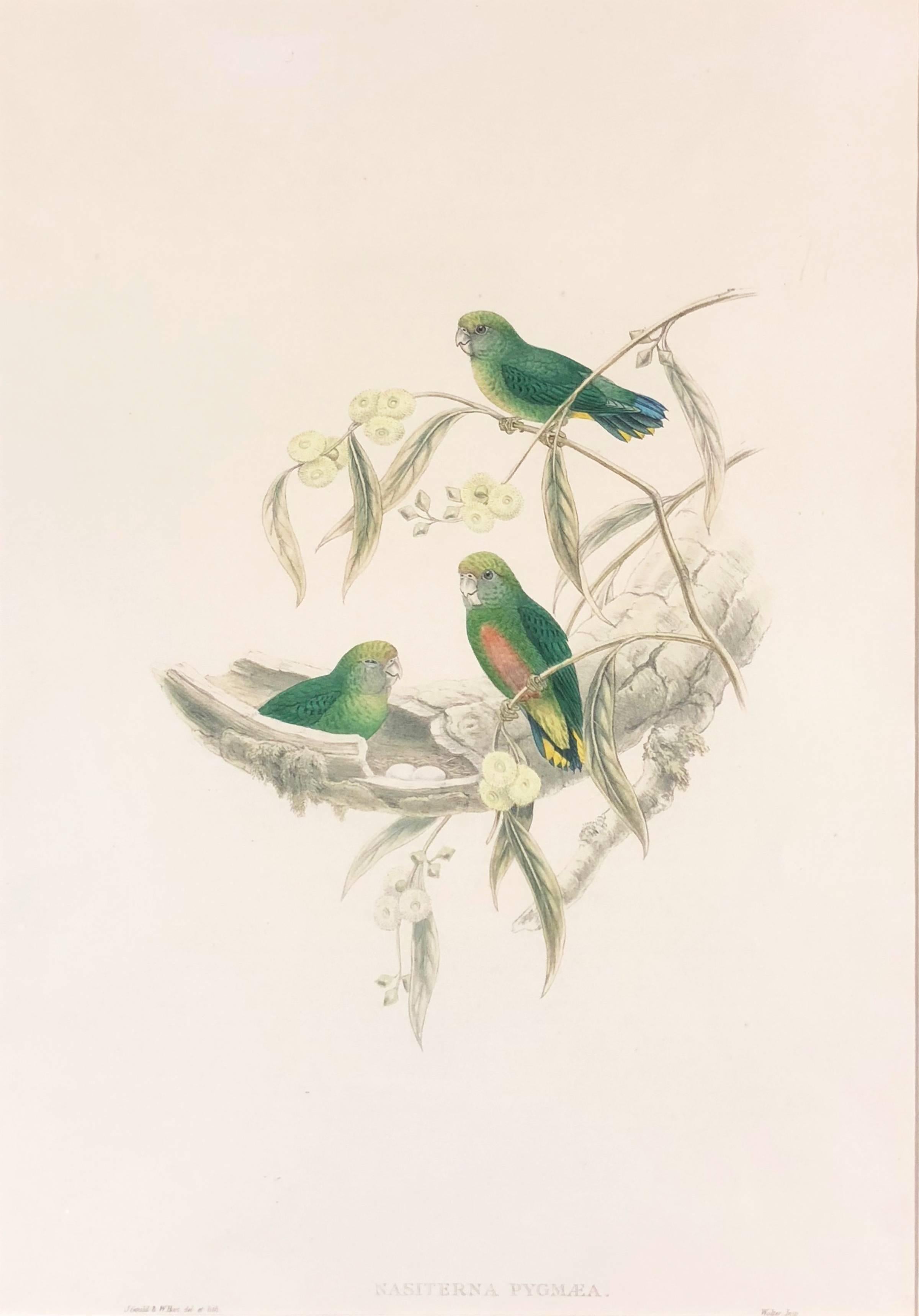Animal Print John Gould - Nasiterna Pygmae
