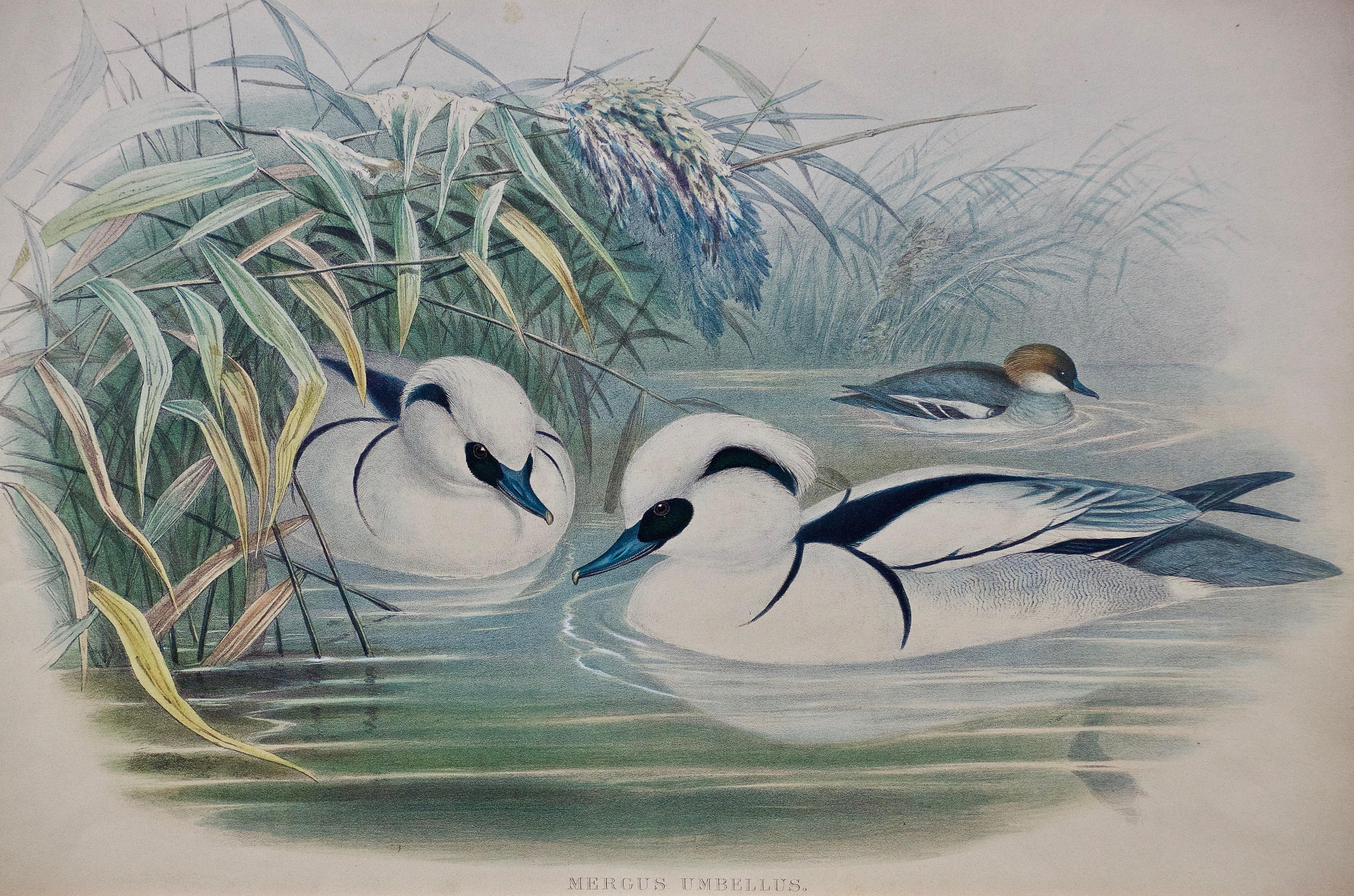 Pair of 19th C. Hand-colored Lithographs of Ducks by John Gould For Sale 7