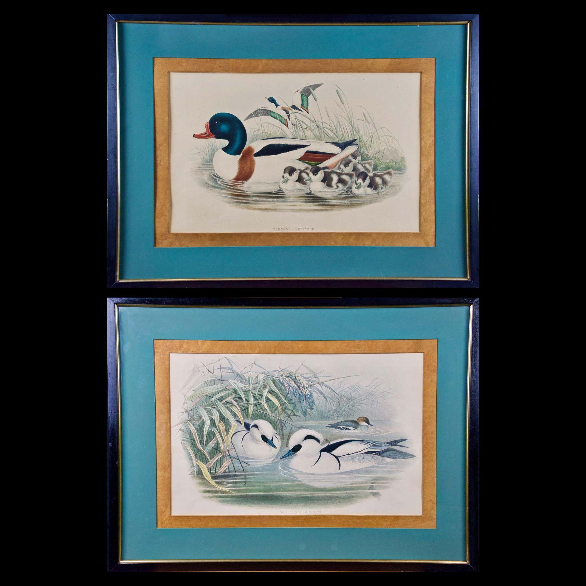 Pareja de litografías coloreadas a mano de patos del siglo XIX por John Gould en venta 1