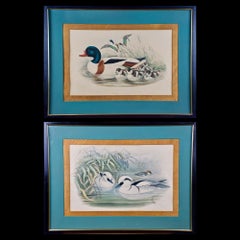 Pair of 19th C. Hand-colored Lithographs of Ducks by John Gould