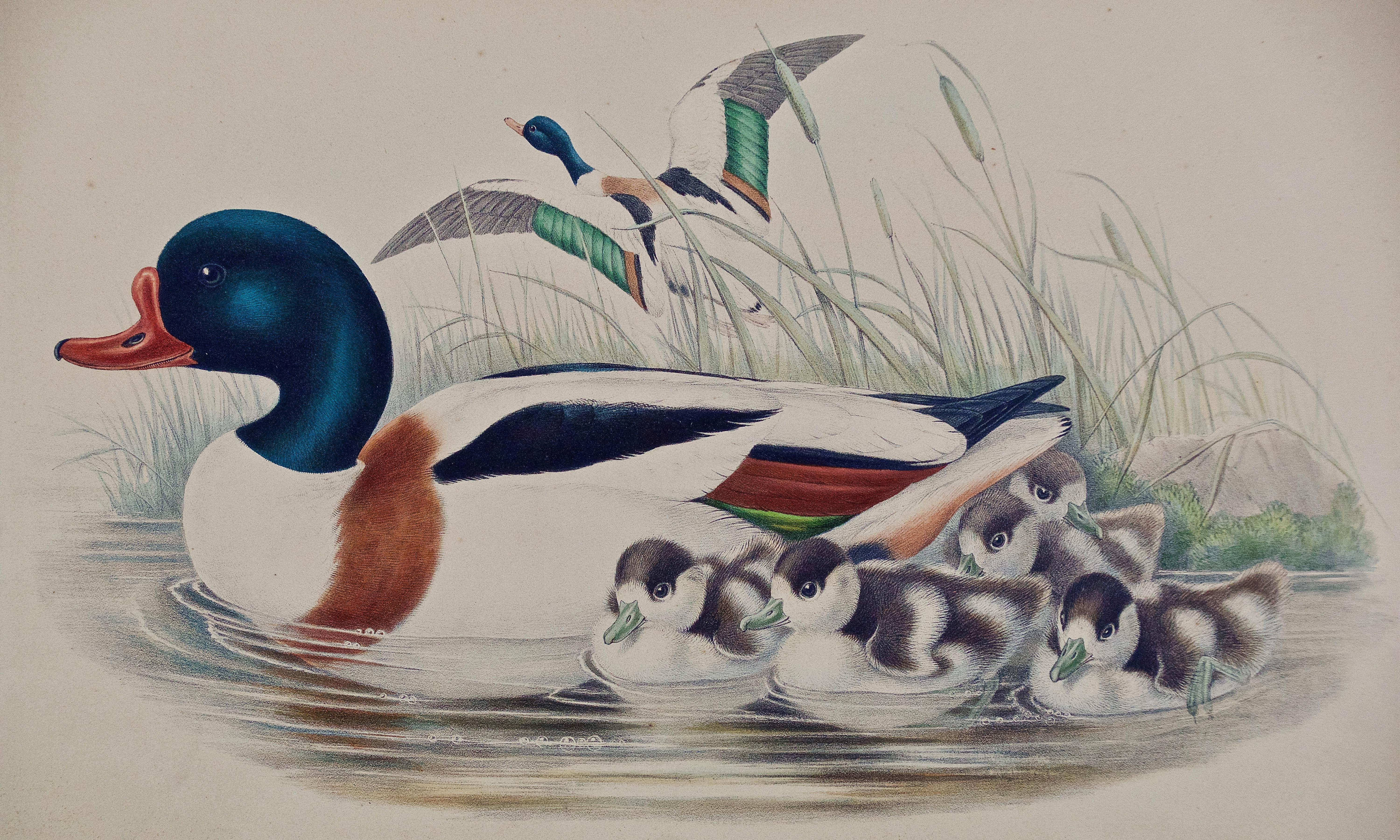 A pair of  hand-colored lithographs of ducks entitled 