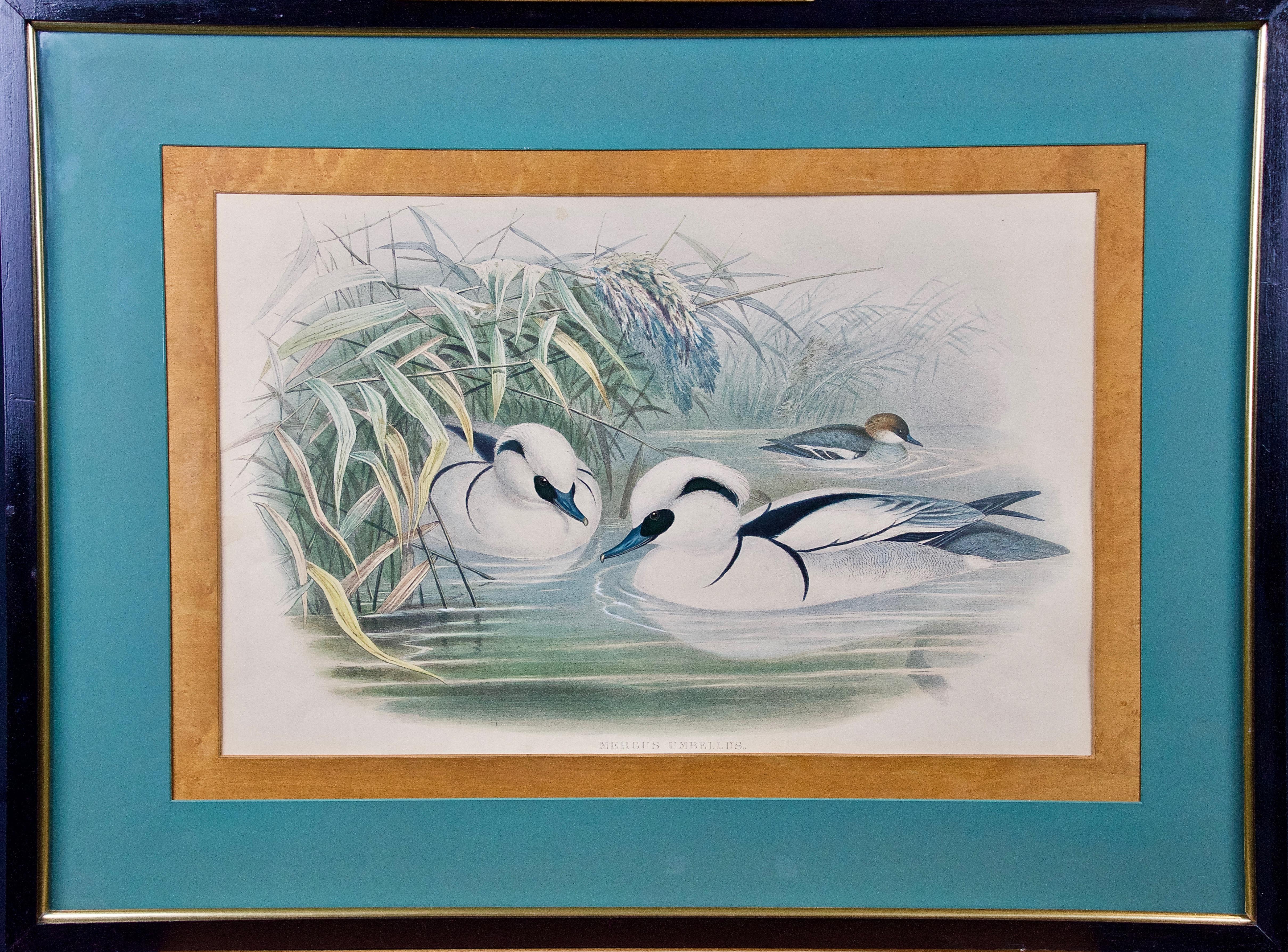 Pair of 19th C. Hand-colored Lithographs of Ducks by John Gould For Sale 5