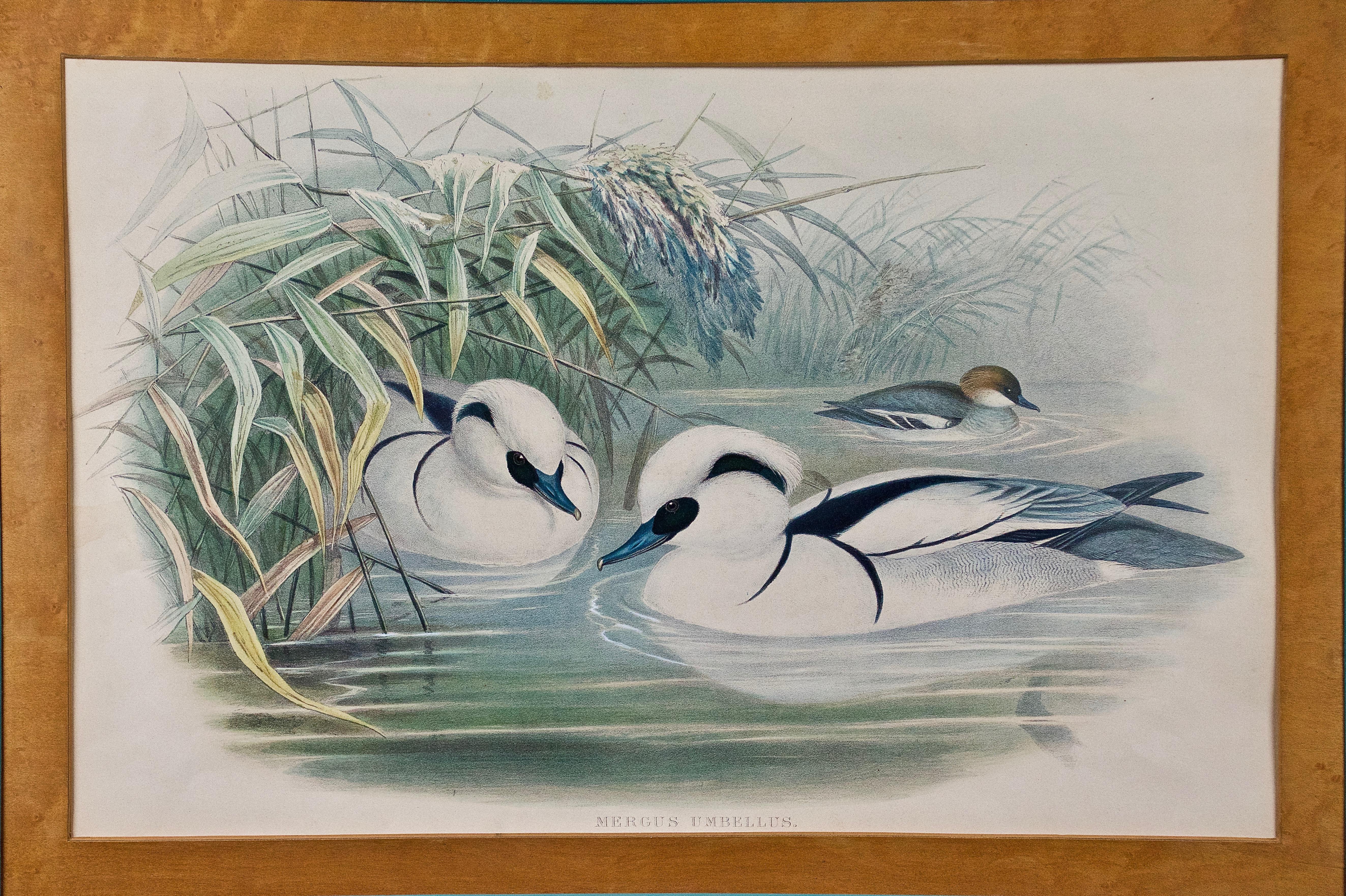 Pair of 19th C. Hand-colored Lithographs of Ducks by John Gould For Sale 6