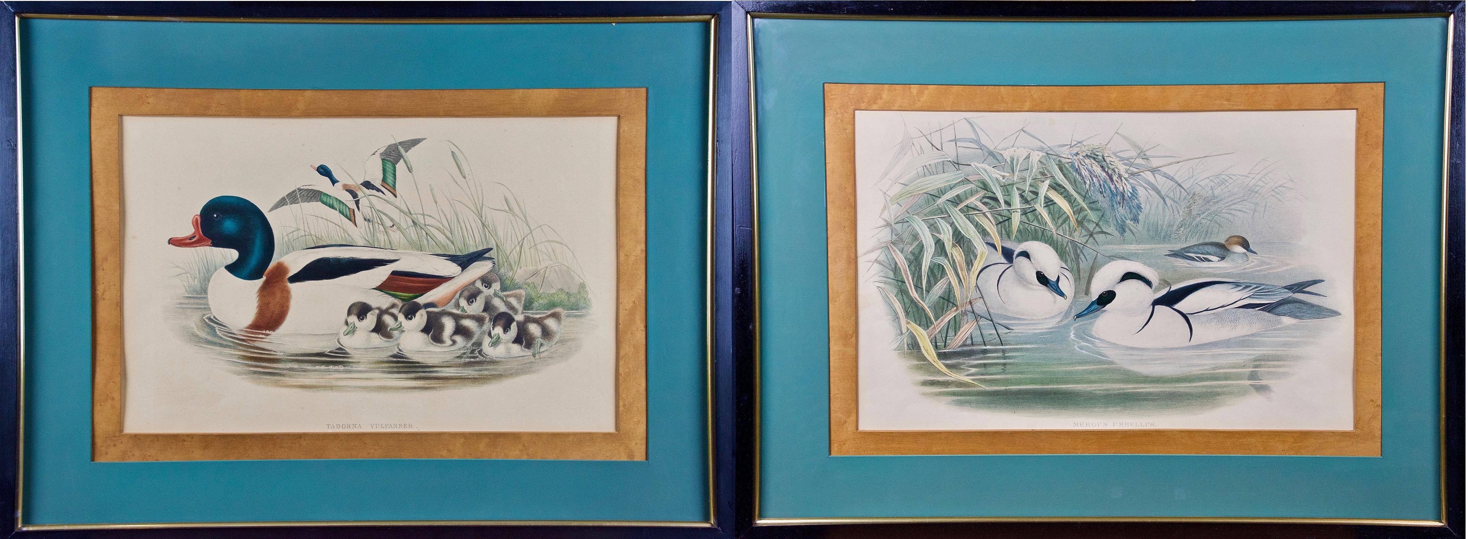 Pair of 19th C. Hand-colored Lithographs of Ducks by John Gould