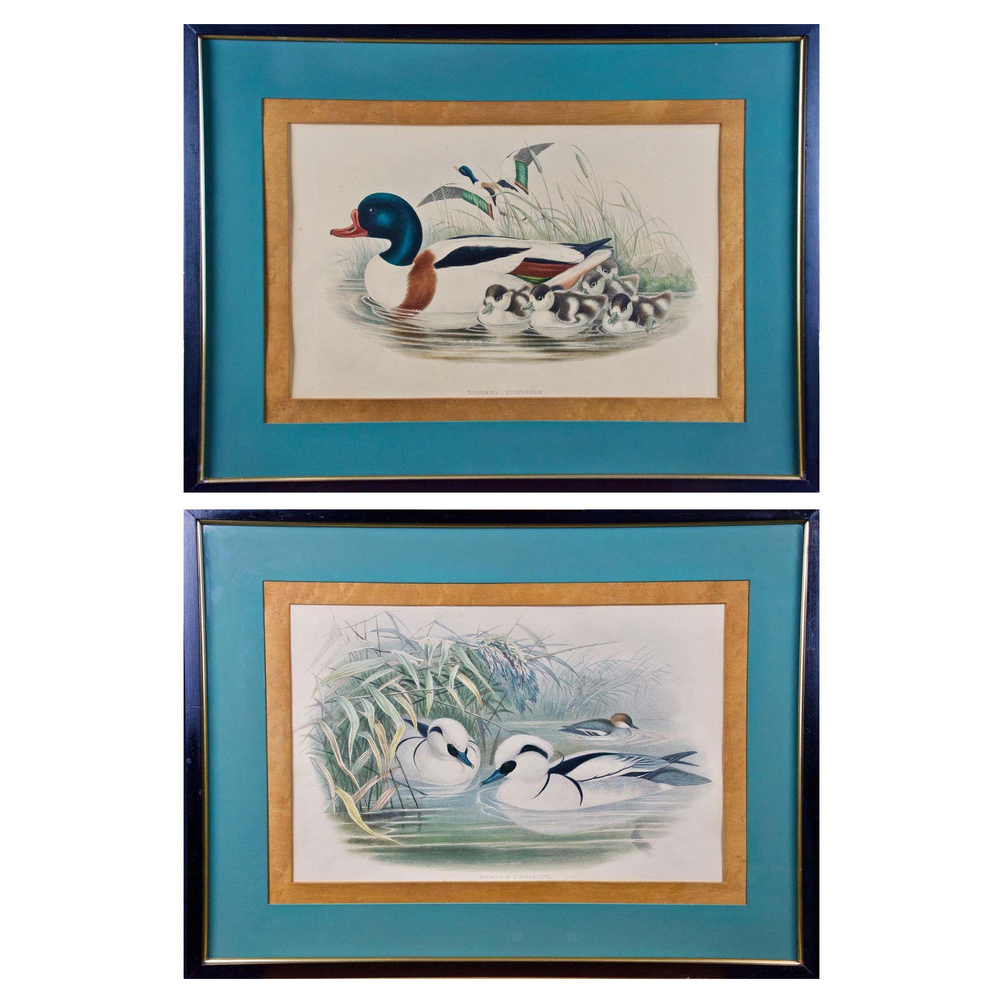 Un par de  litografías coloreadas a mano de patos titulados "Tadorna Vulpanser" (patos Sheldrake) y "Mergus Umbellus" (patos Smew o patos monja) de la publicación de John Gould "Birds of Great Britain" (Aves de Gran Bretaña), publicada en Londres
