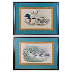 Pair of 19th C. Hand-colored Lithographs of Ducks by John Gould