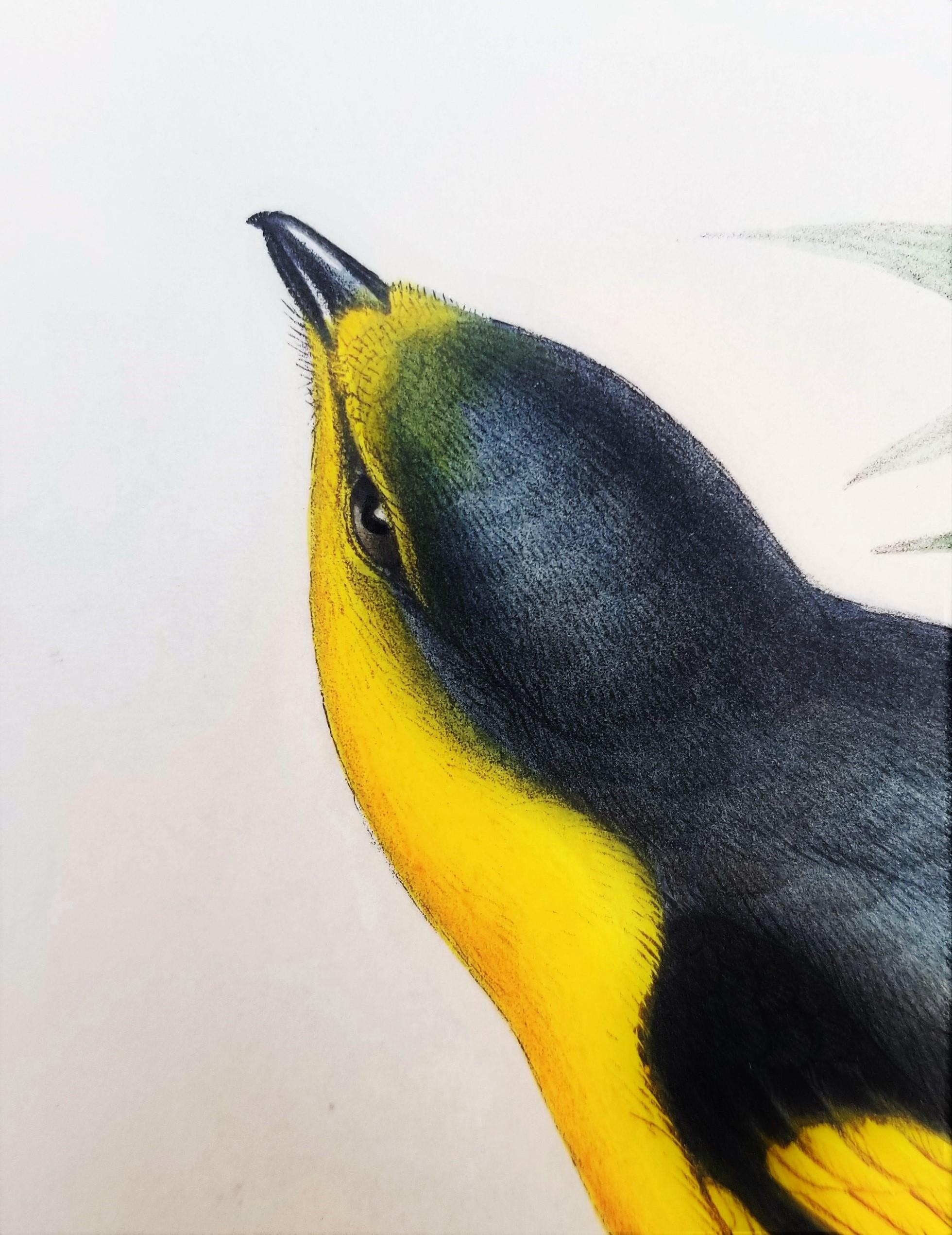 Pericrocotus Flammeus (Minivetón anaranjado) /// John Gould Ornitología Animal Ave en venta 10