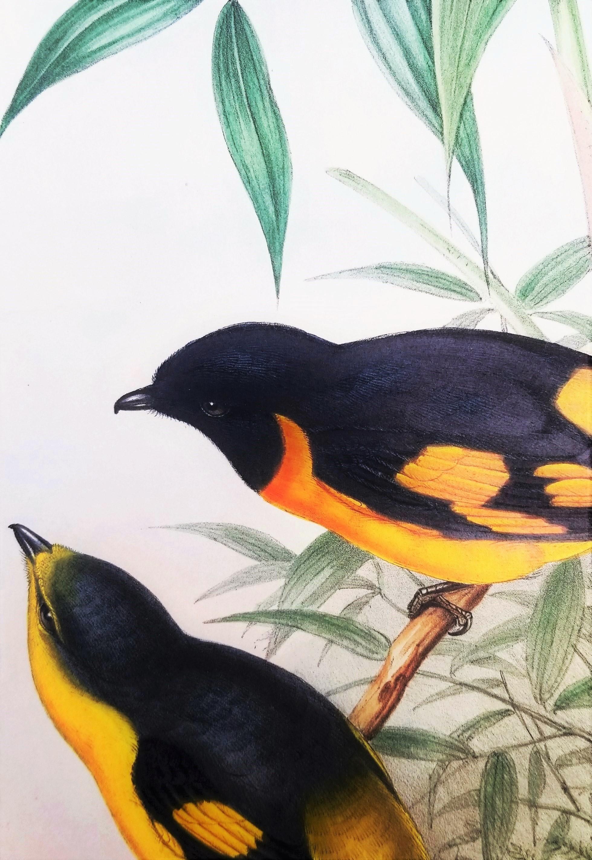 Pericrocotus Flammeus (Minivetón anaranjado) /// John Gould Ornitología Animal Ave en venta 11