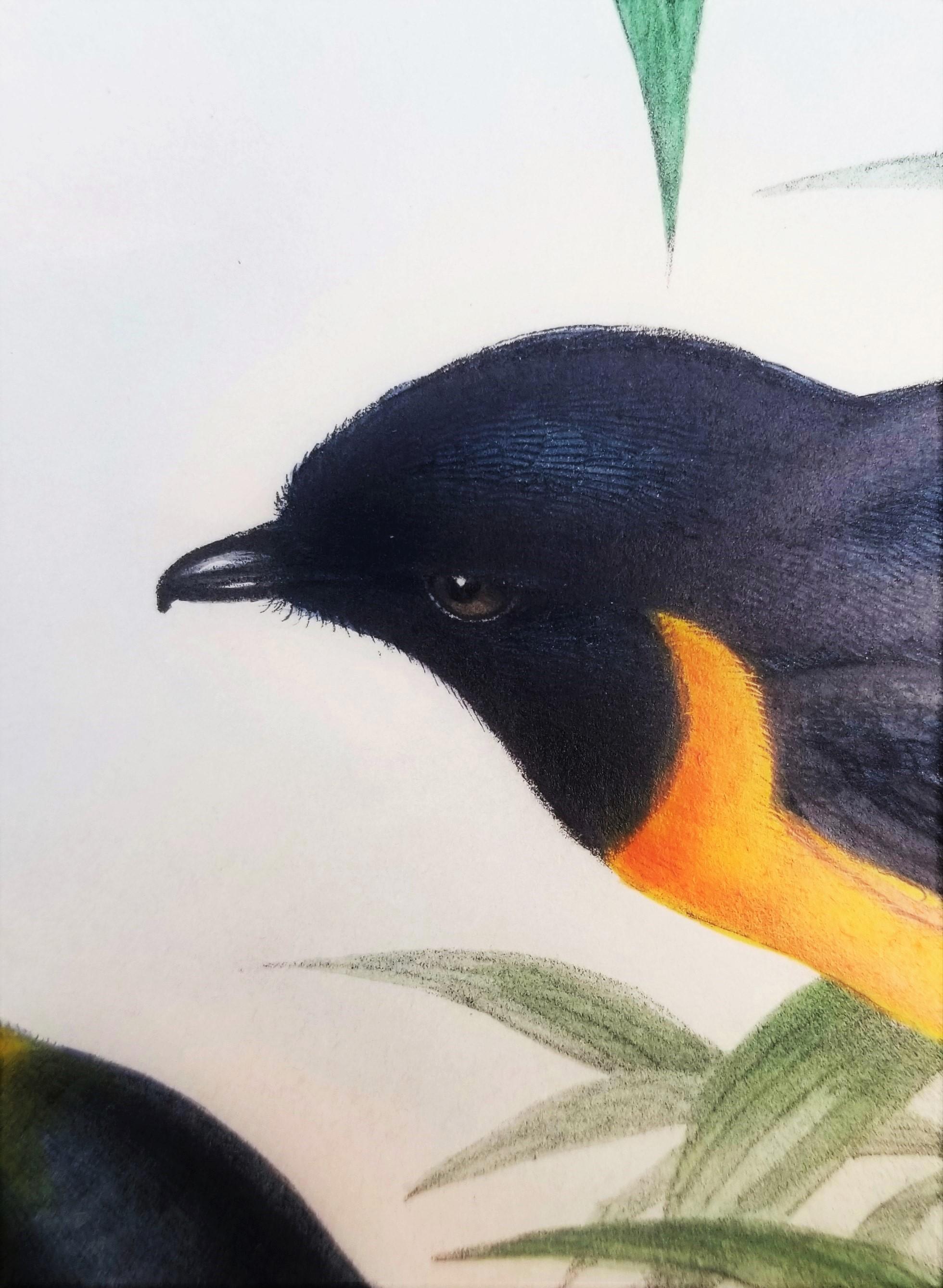 Pericrocotus Flammeus (Minivetón anaranjado) /// John Gould Ornitología Animal Ave en venta 12
