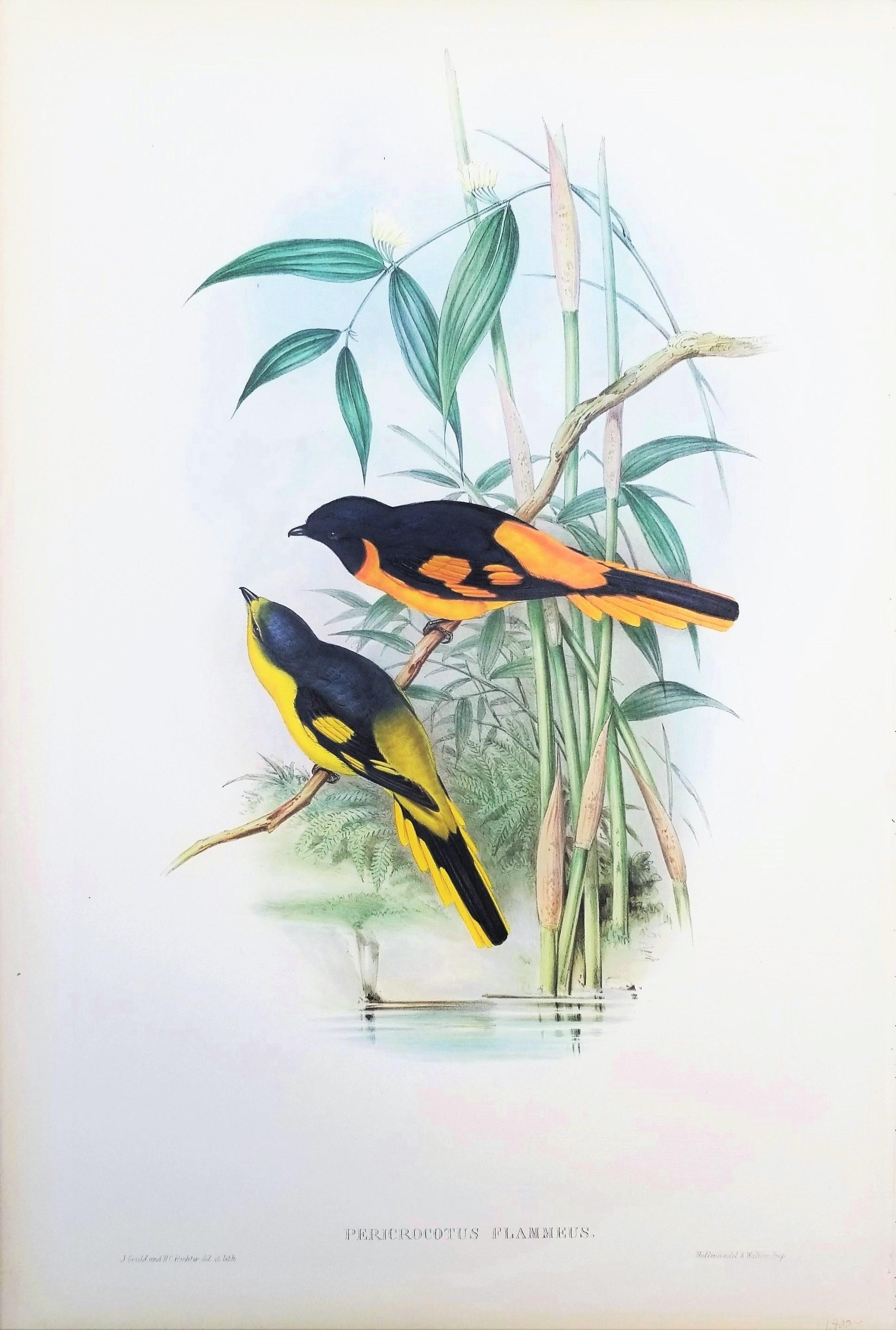 Pericrocotus Flammeus (Minivetón anaranjado) /// John Gould Ornitología Animal Ave en venta 1