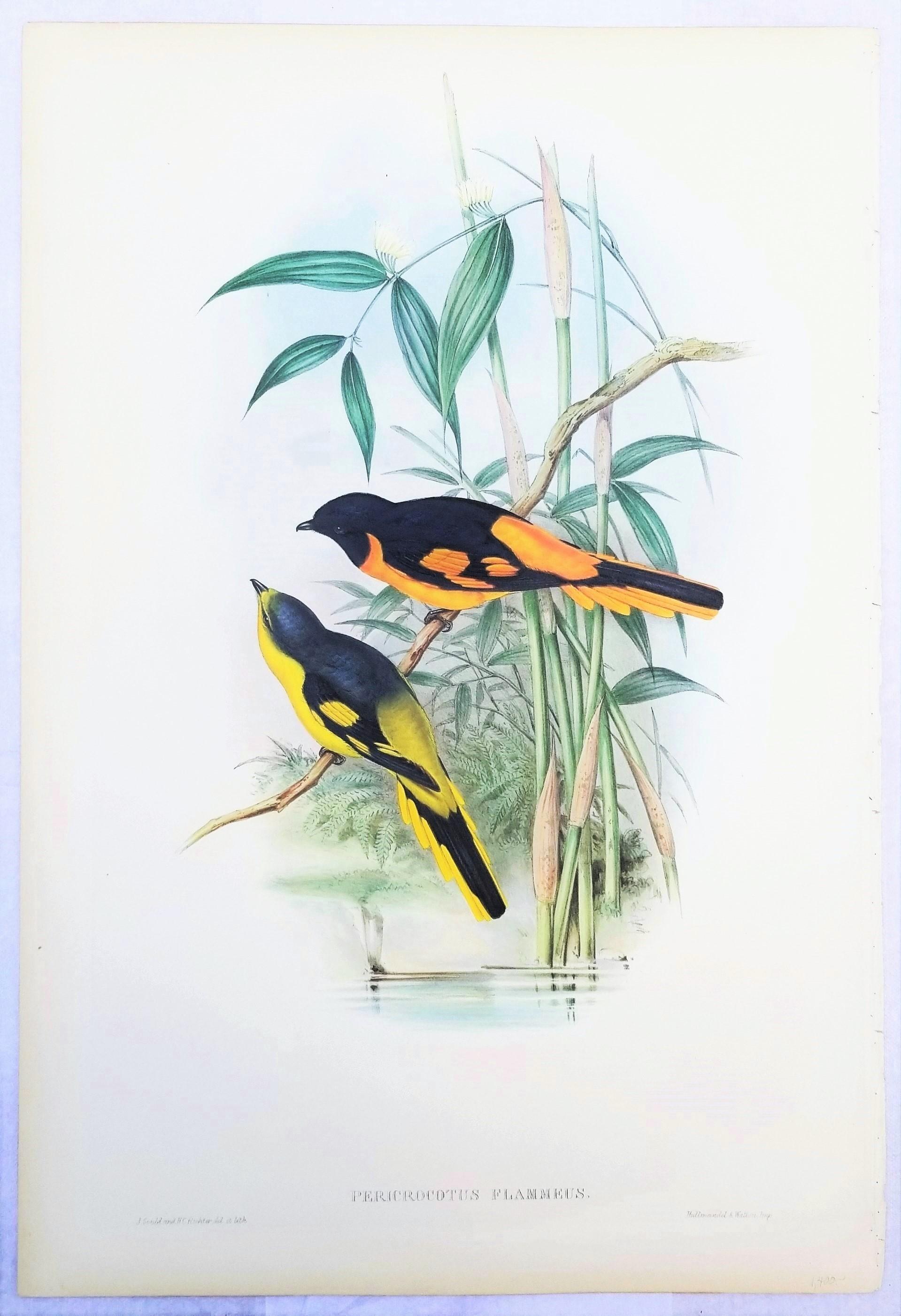 Pericrocotus Flammeus (Minivetón anaranjado) /// John Gould Ornitología Animal Ave en venta 2