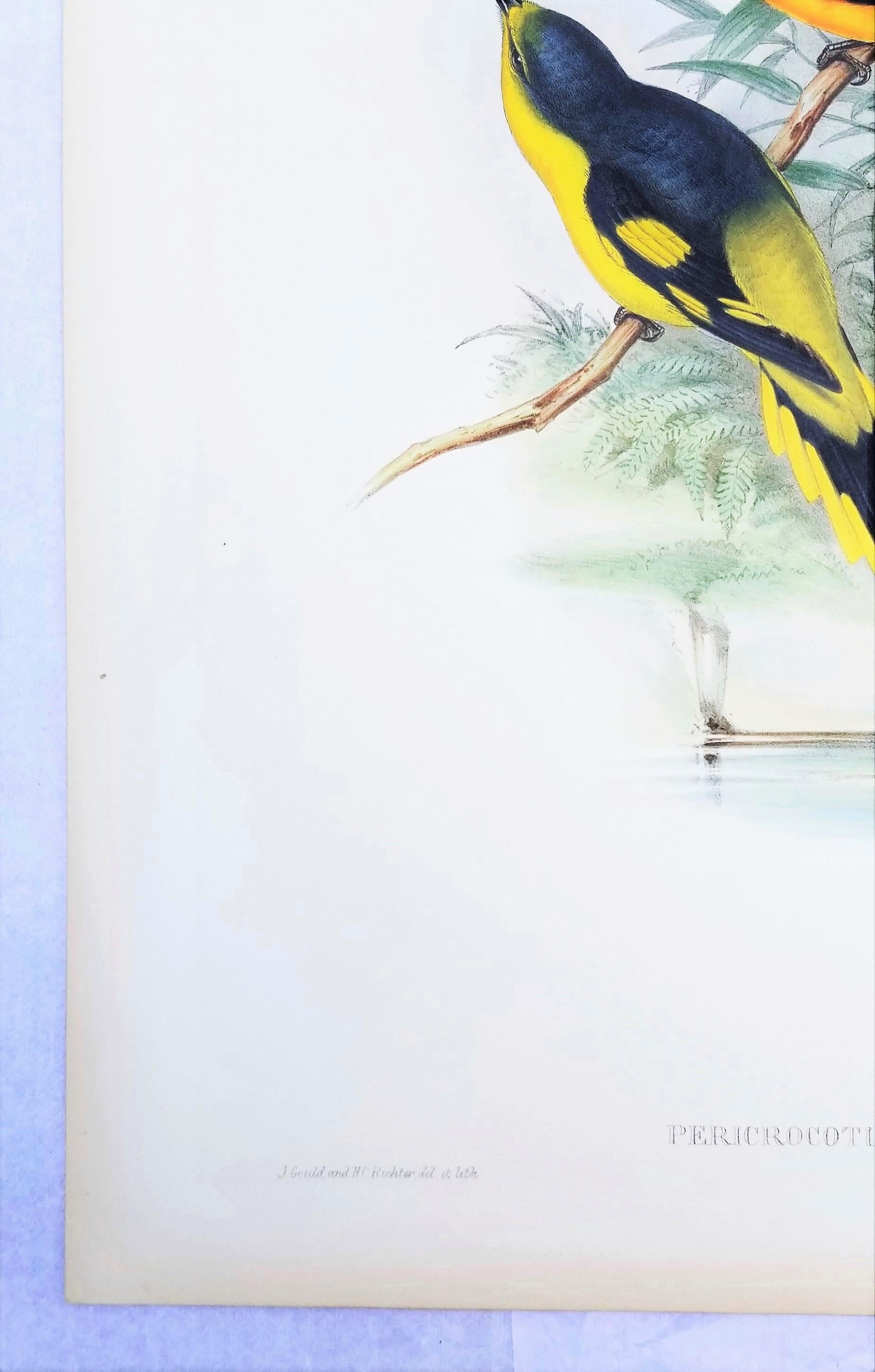 Pericrocotus Flammeus (Minivetón anaranjado) /// John Gould Ornitología Animal Ave en venta 3