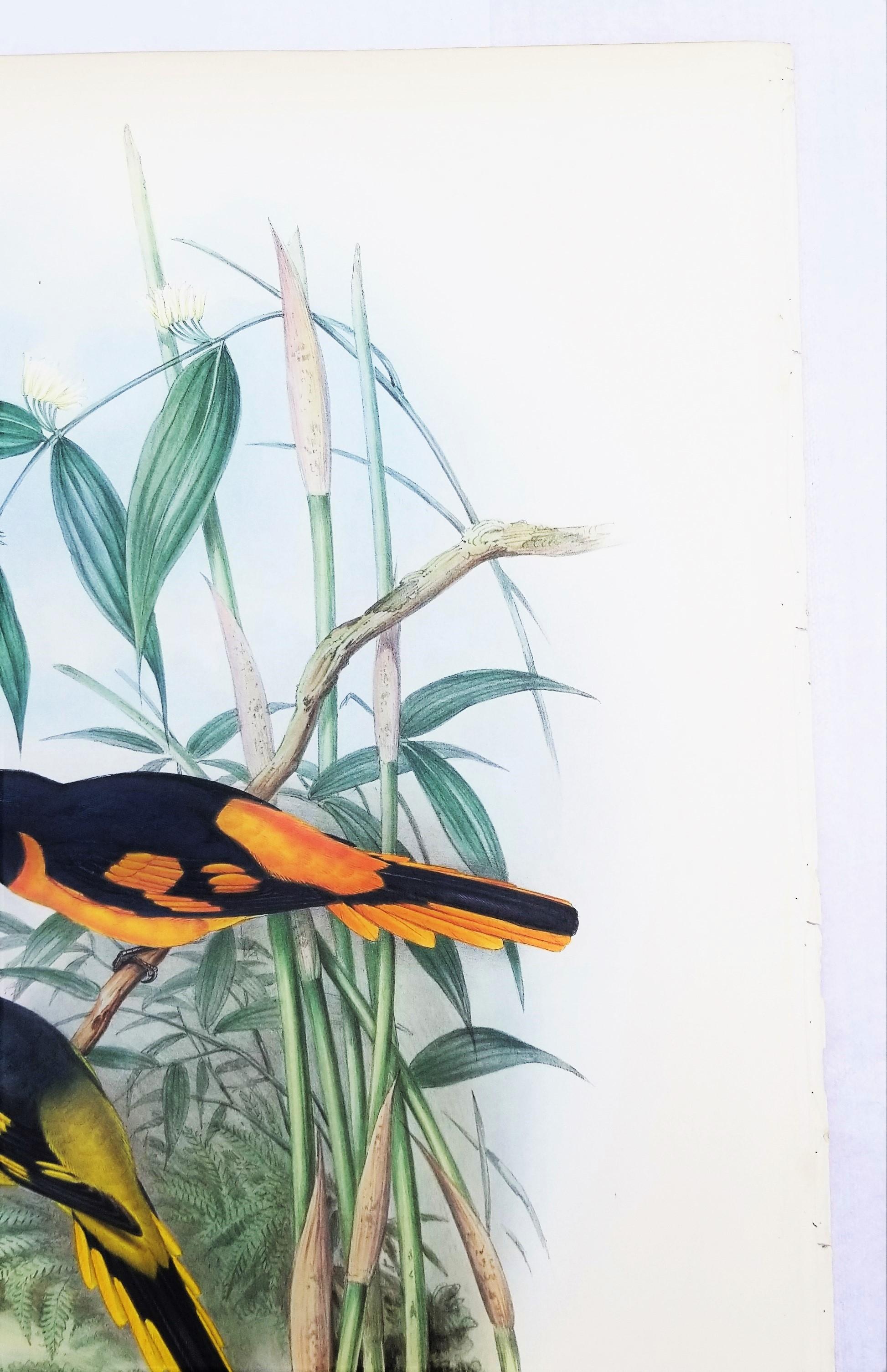 Pericrocotus Flammeus (Minivetón anaranjado) /// John Gould Ornitología Animal Ave en venta 5