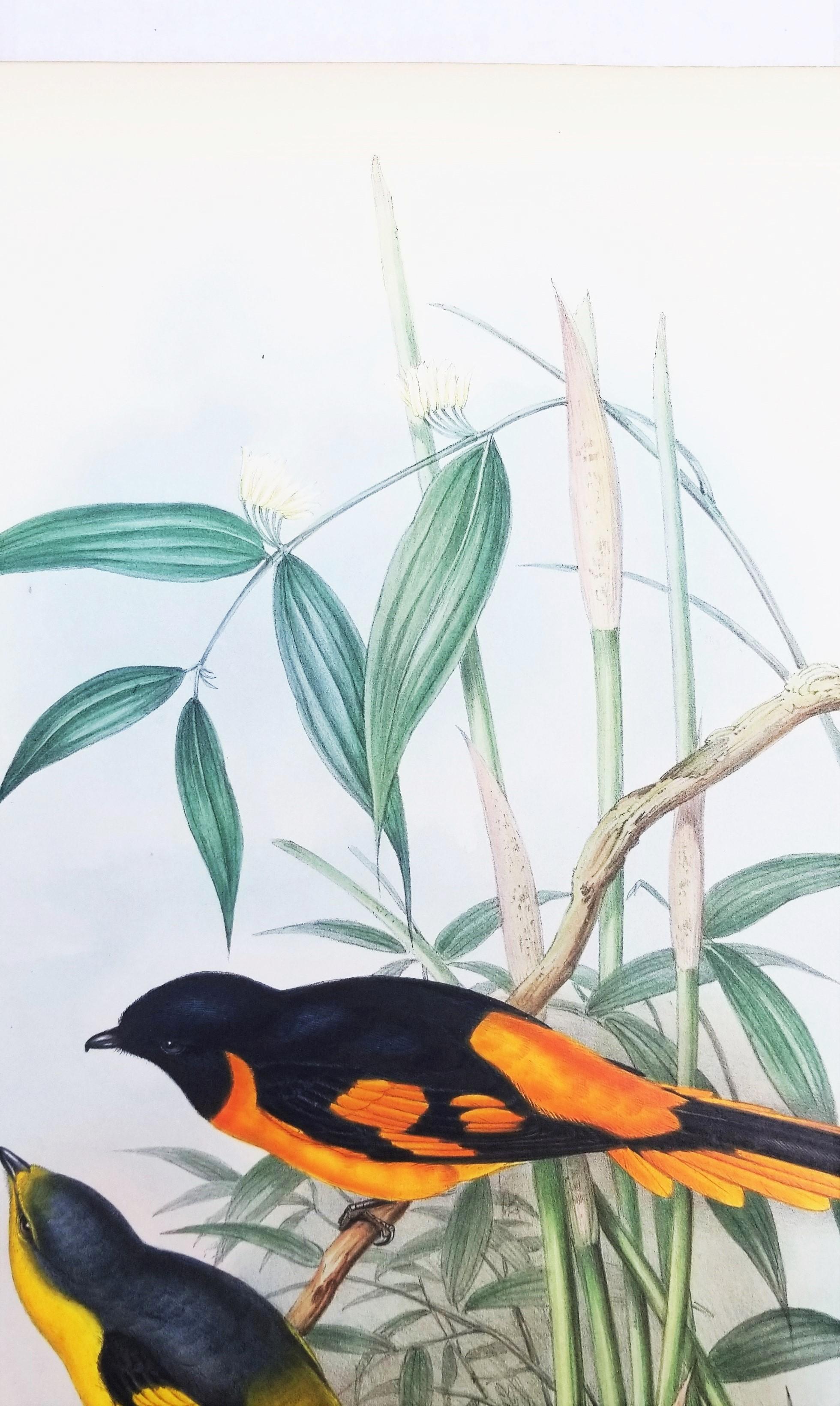 Pericrocotus Flammeus (Minivetón anaranjado) /// John Gould Ornitología Animal Ave en venta 7