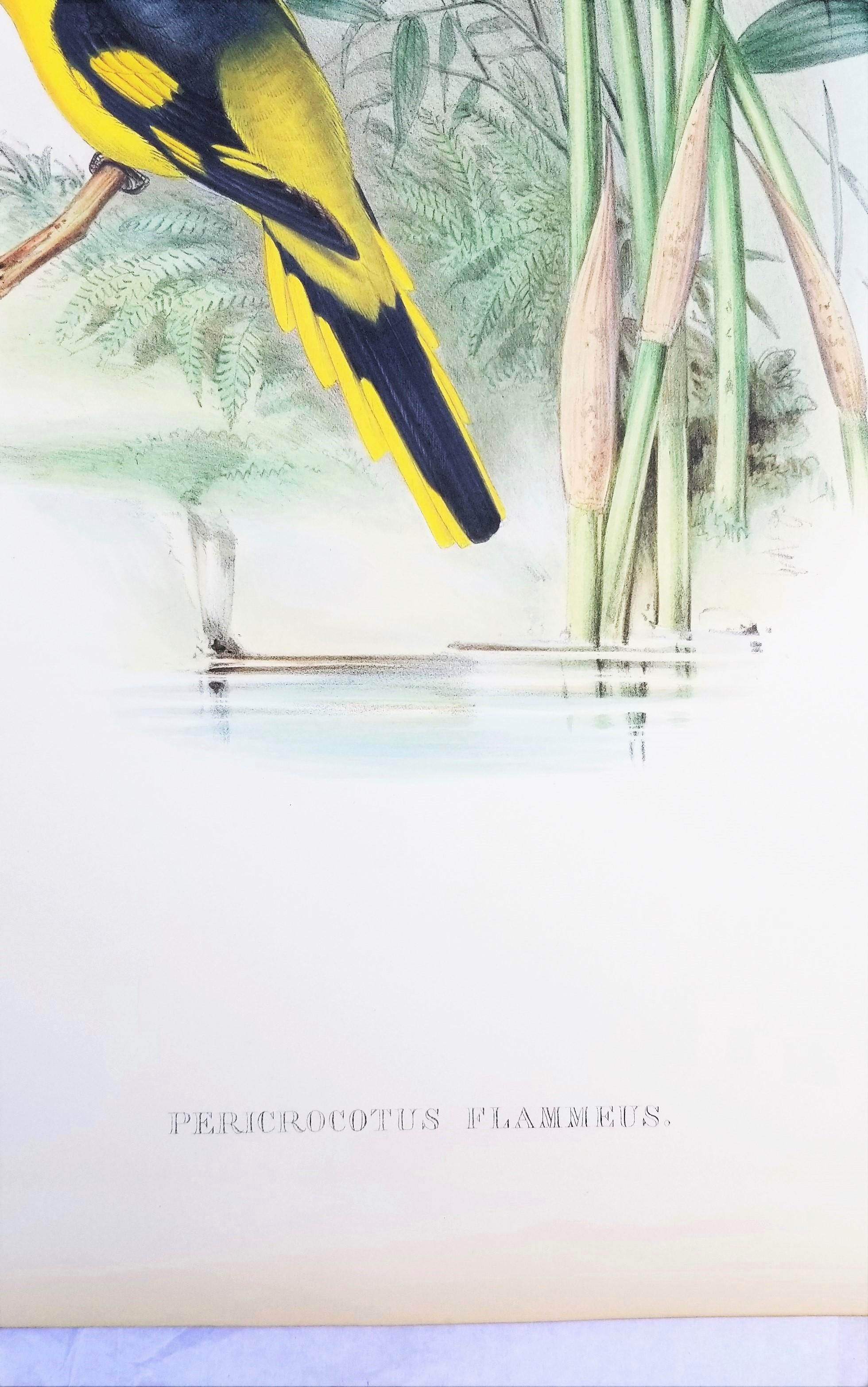 Pericrocotus Flammeus (Minivetón anaranjado) /// John Gould Ornitología Animal Ave en venta 8