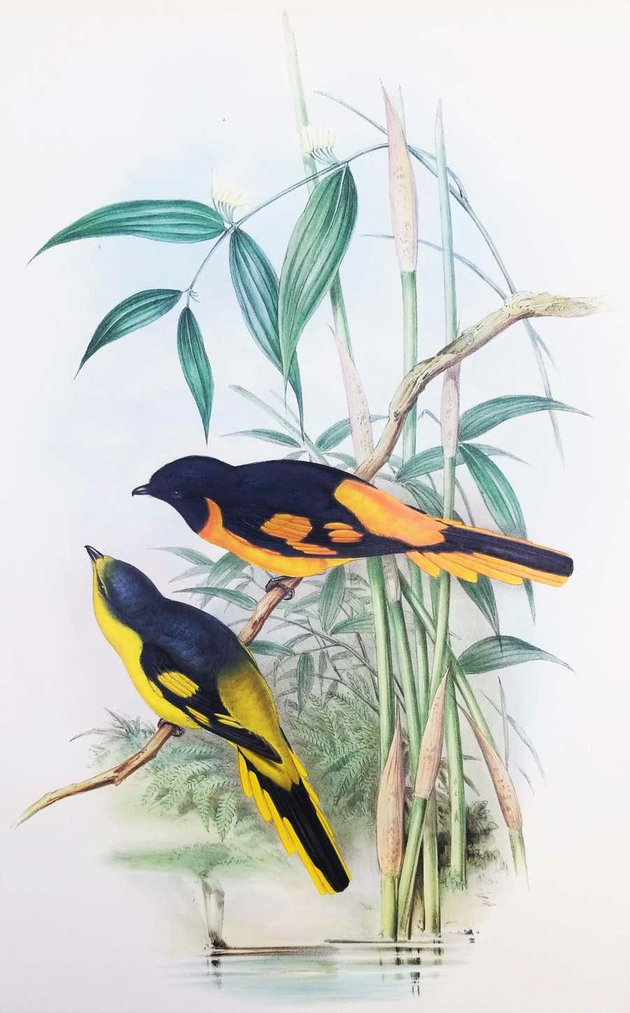 Pericrocotus Flammeus (Orange Minivet) /// John Gould Ornithology Animal Bird