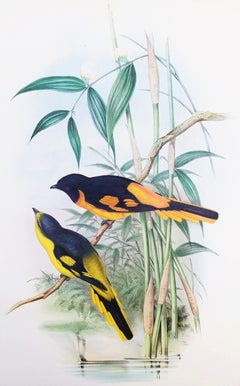 Pericrocotus Flammeus (Orange Minivet) /// John Gould Ornithology Animal Bird