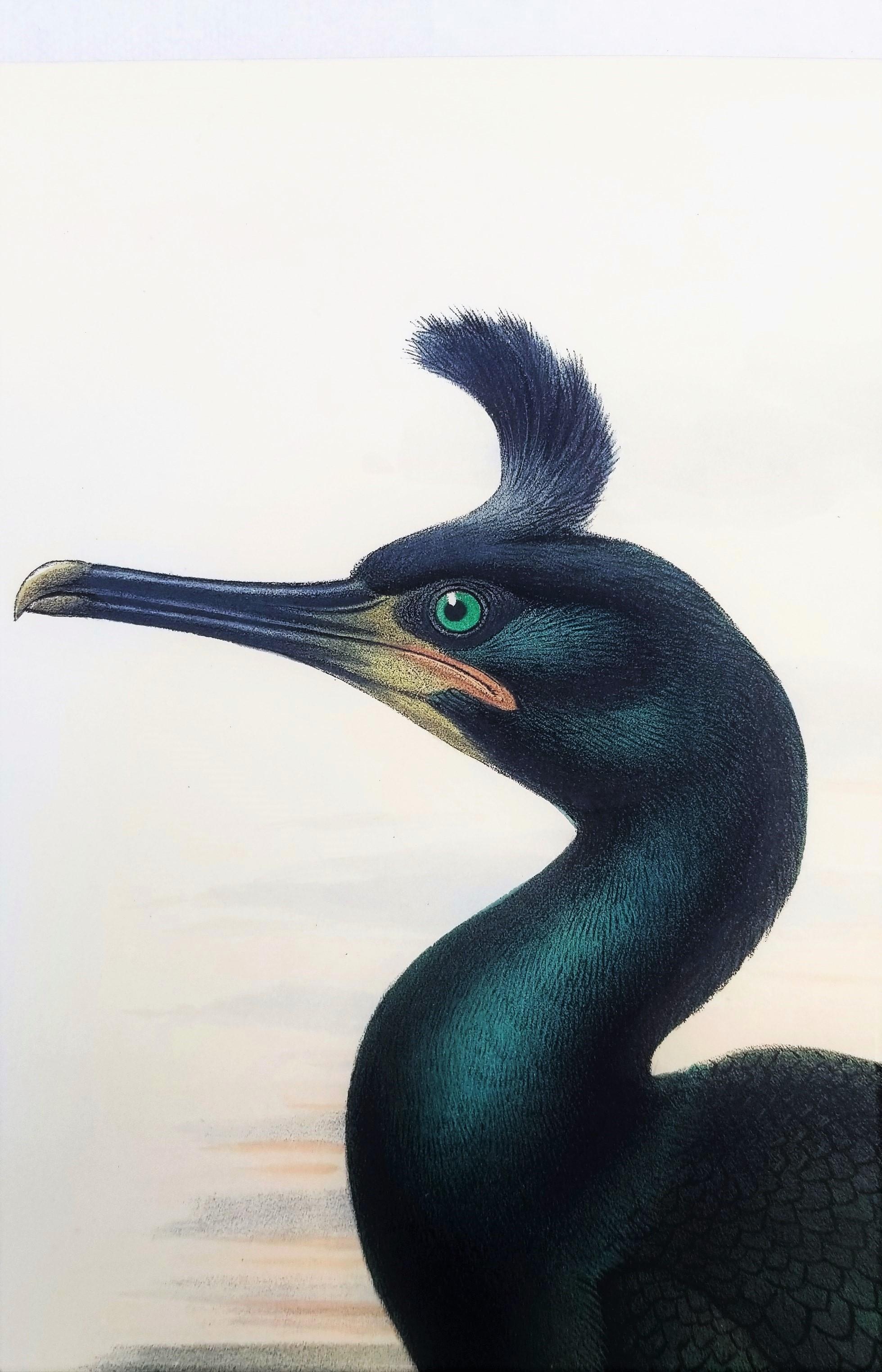 Phalacrocorax Graculus (Spectacled Cormorant) /// John Gould Ornithology Bird For Sale 7