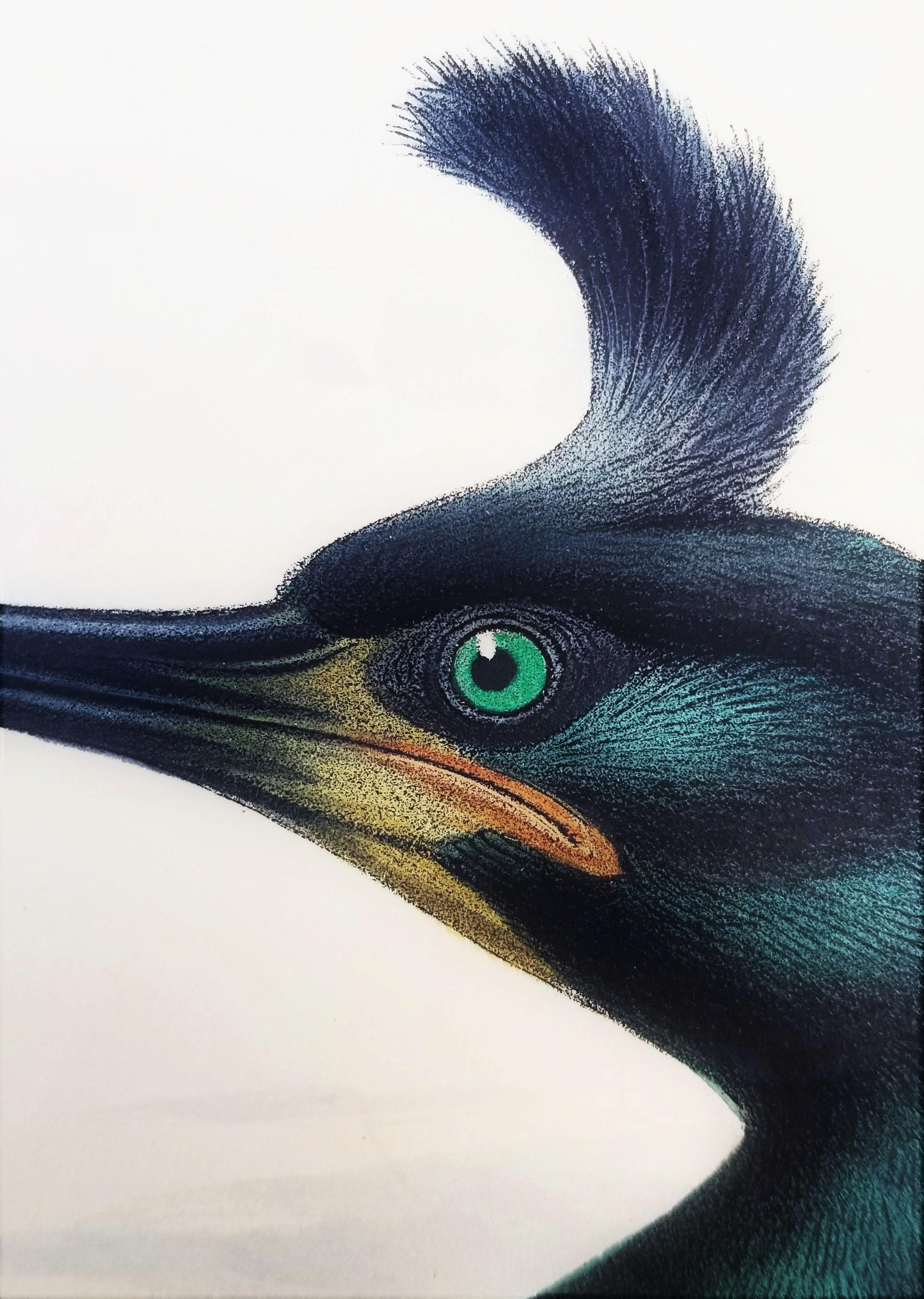 Phalacrocorax Graculus (Spectacled Cormorant) /// John Gould Ornithology Bird For Sale 8