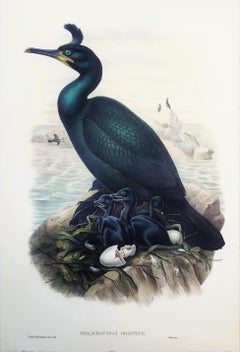 Phalacrocorax Graculus (Spectacled Cormorant) /// John Gould Ornithology Bird