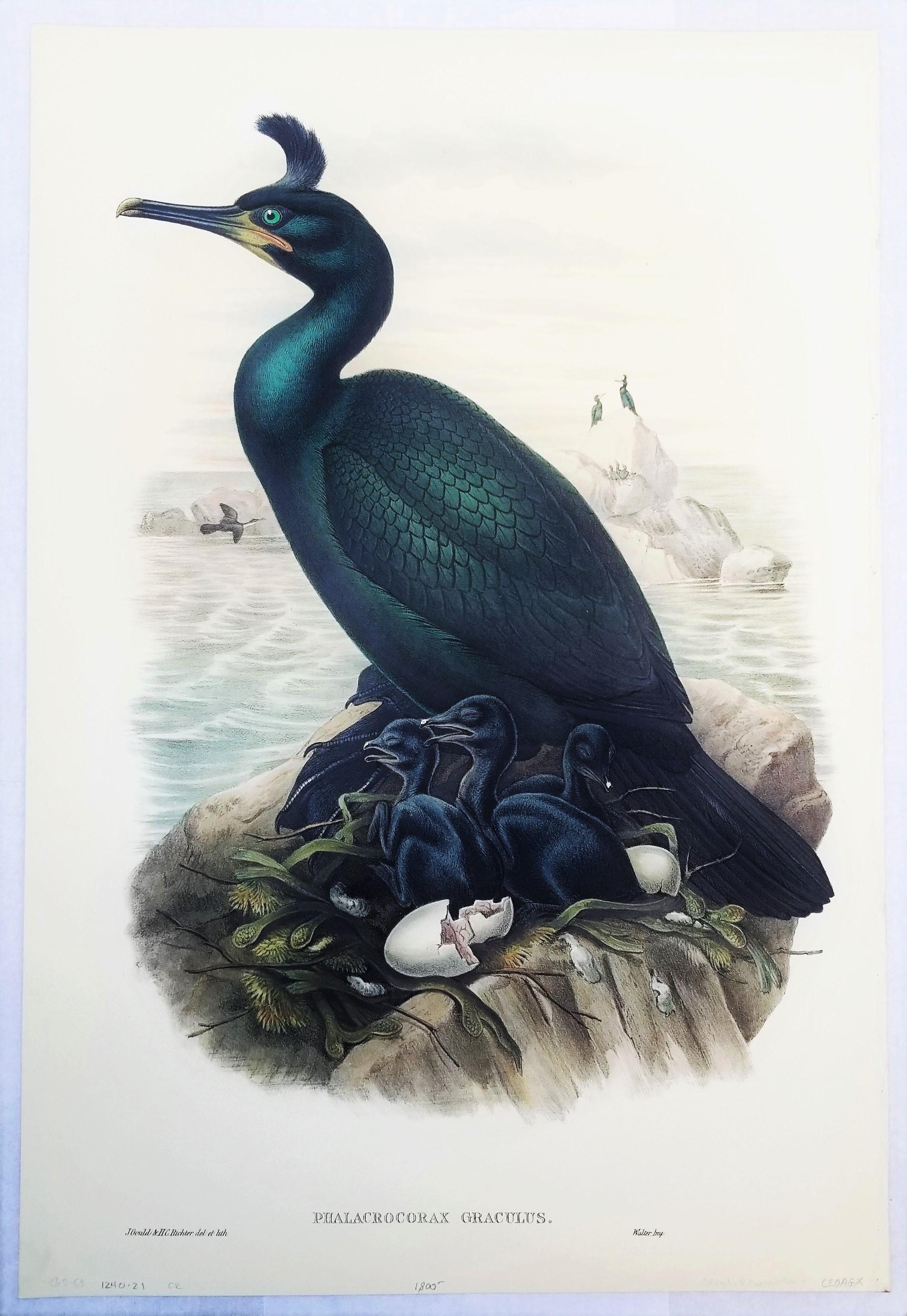 Artist: John Gould (English, 1804-1881)
Title: 