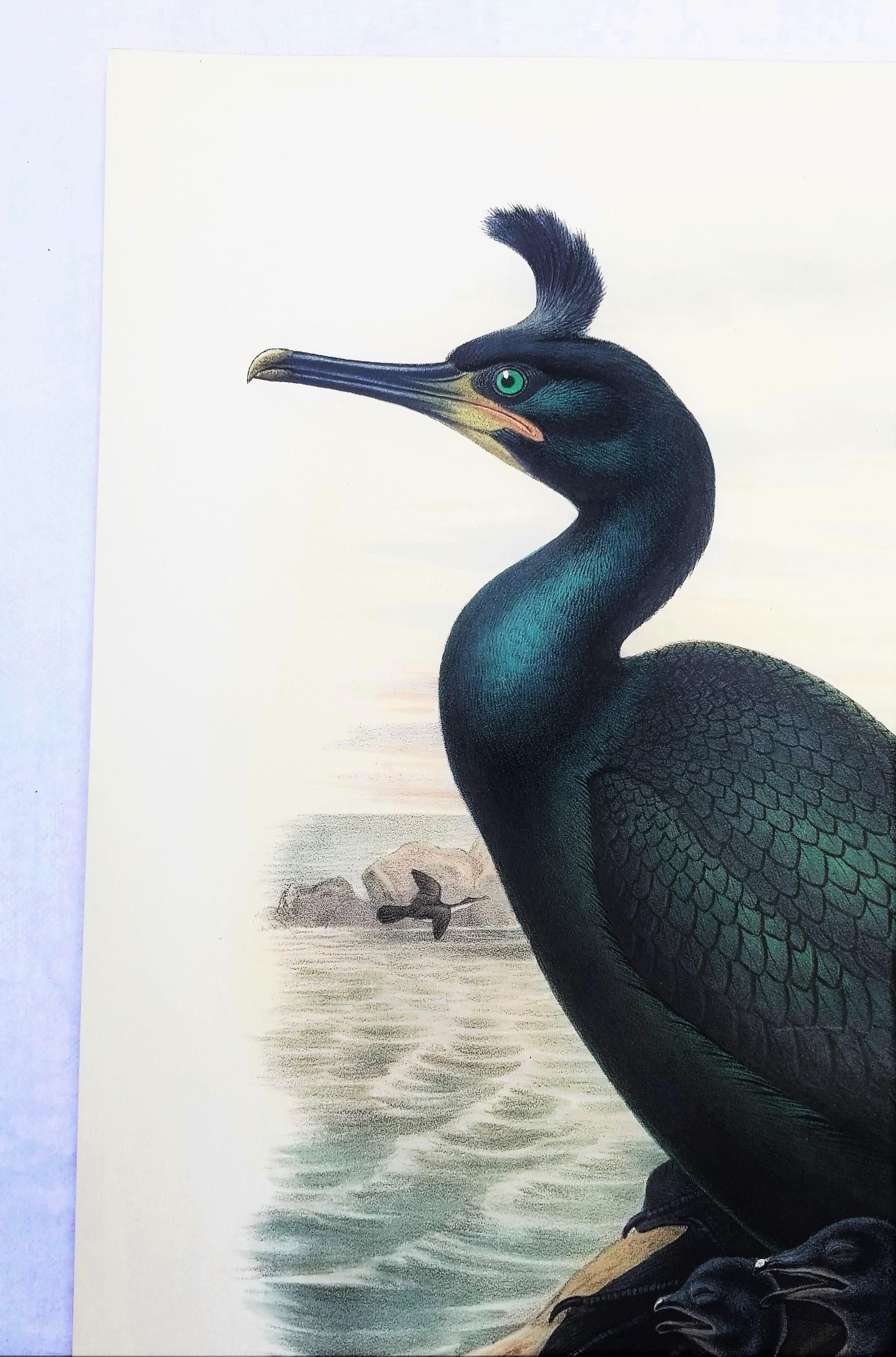 Phalacrocorax Graculus (Spectacled Cormorant) /// John Gould Ornithology Bird For Sale 2