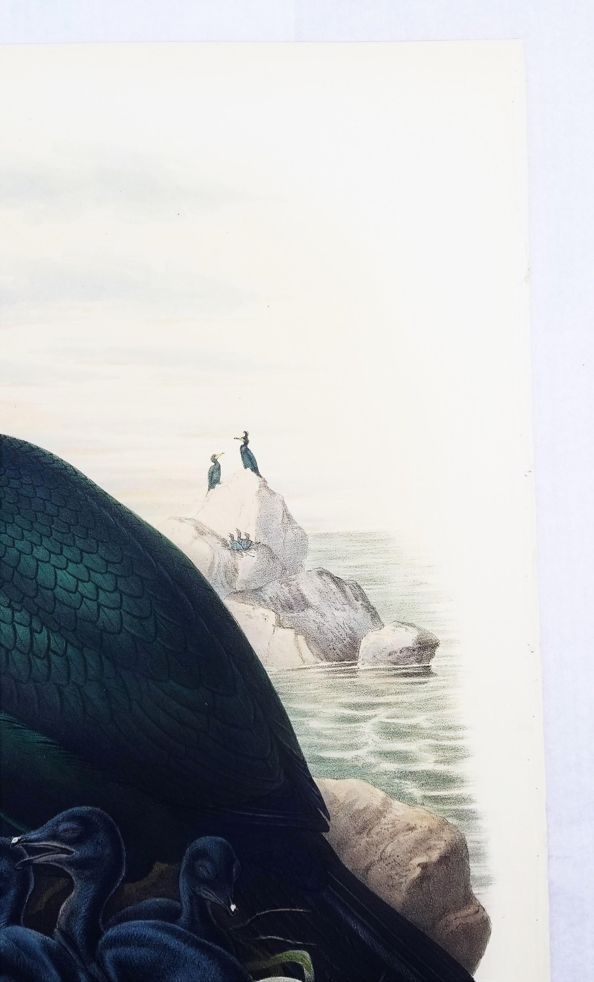 Phalacrocorax Graculus (Spectacled Cormorant) /// John Gould Ornithology Bird For Sale 3