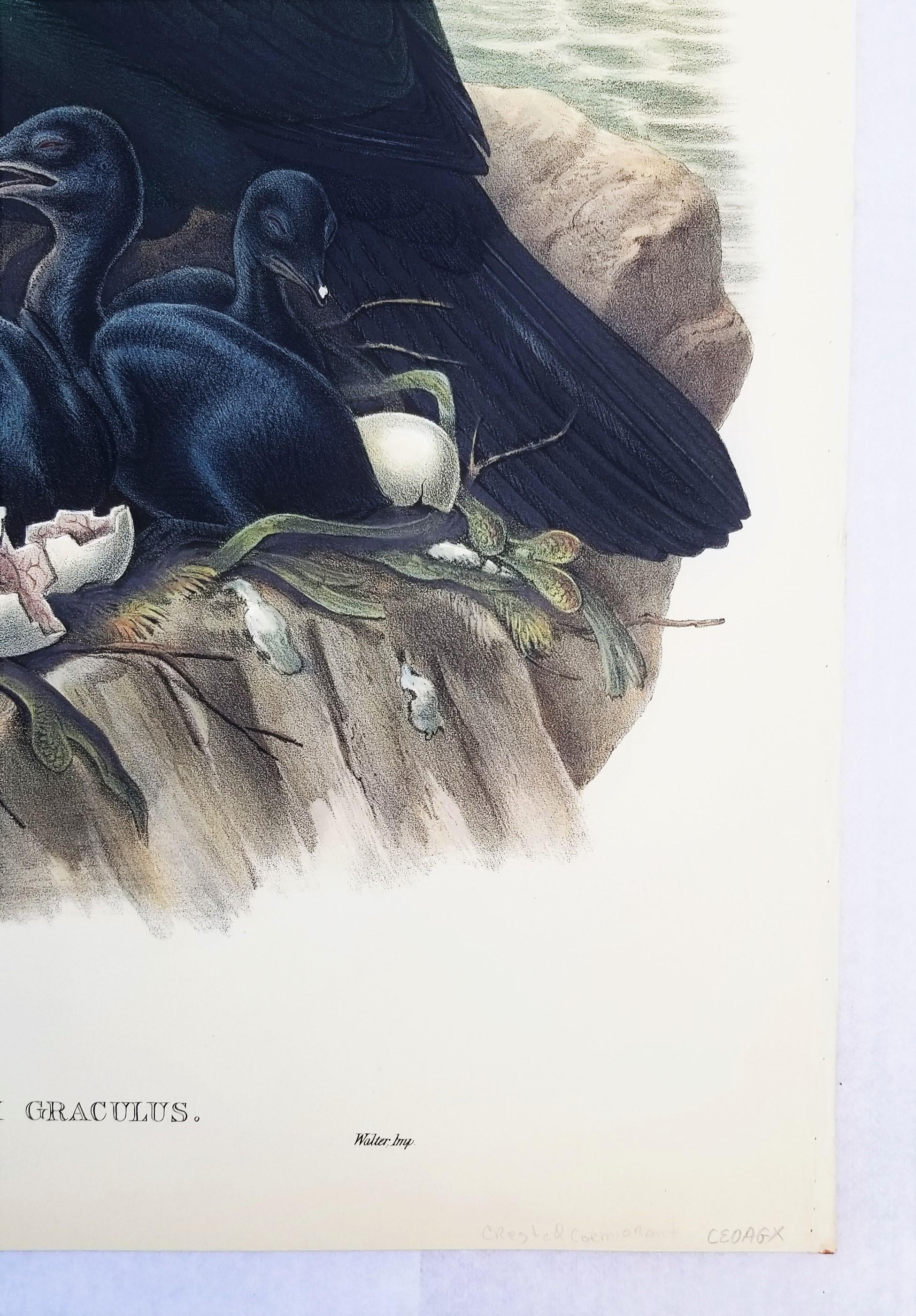 Phalacrocorax Graculus (Spectacled Cormorant) /// John Gould Ornithology Bird For Sale 4