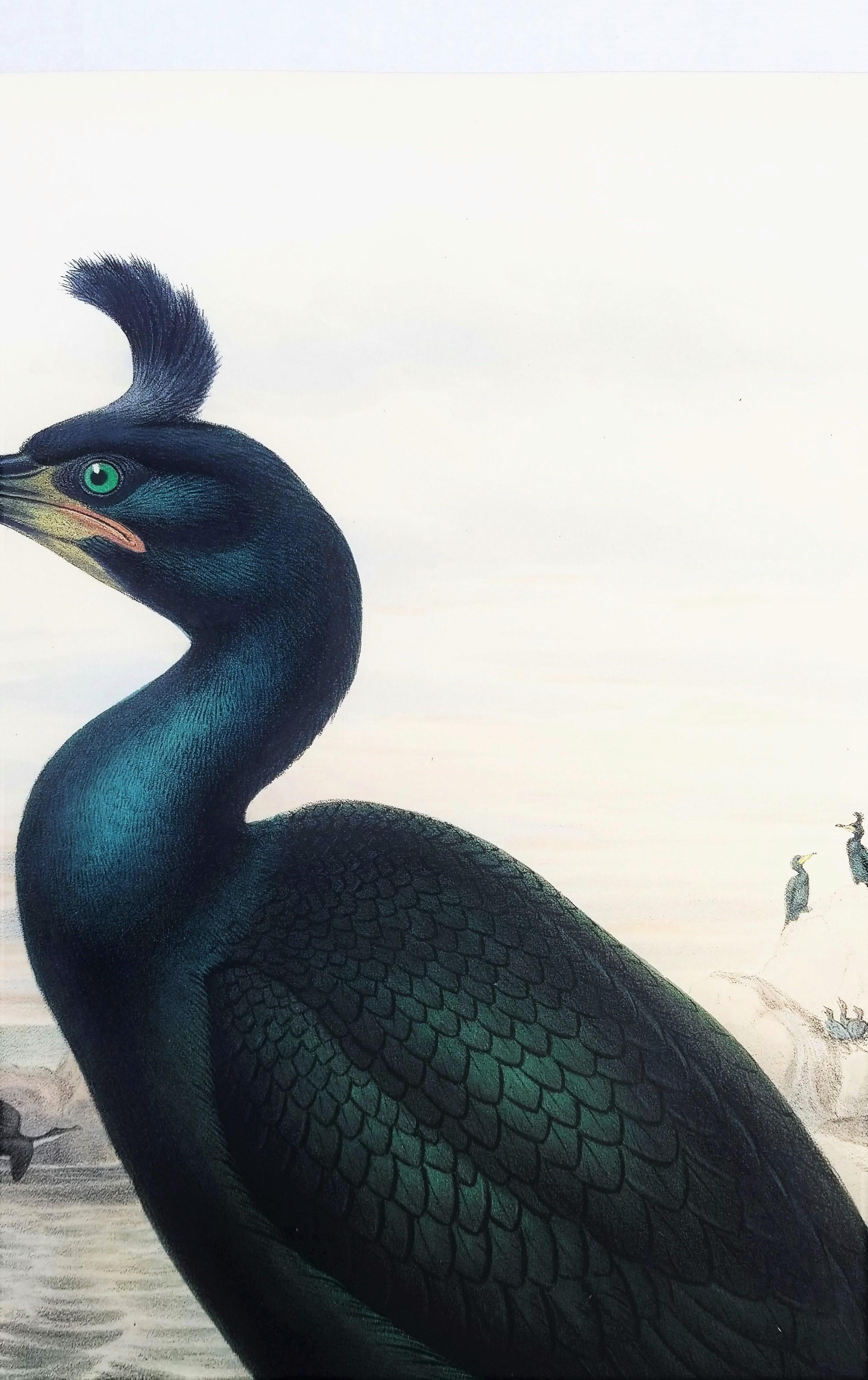 Phalacrocorax Graculus (Spectacled Cormorant) /// John Gould Ornithology Bird For Sale 5