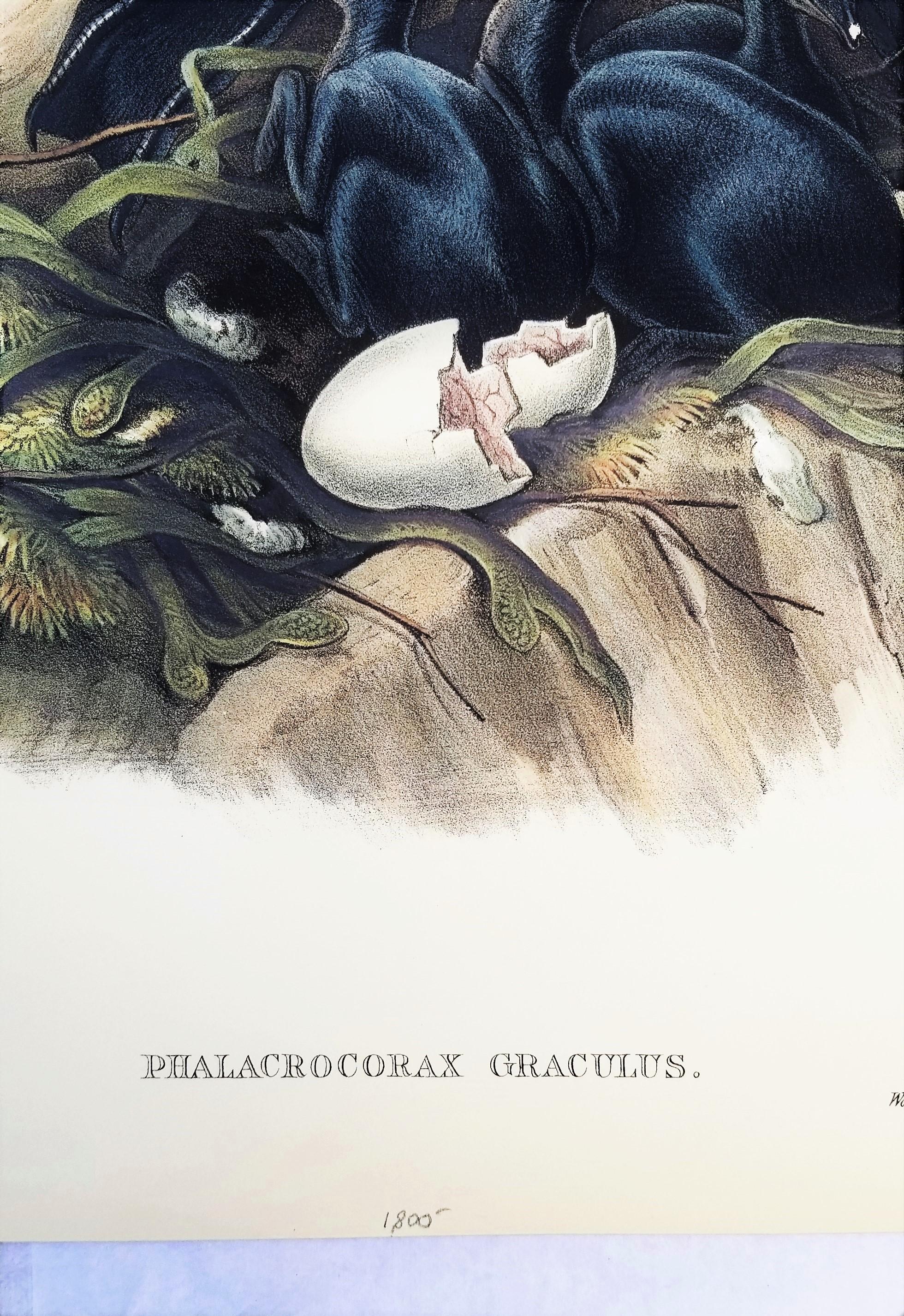 Phalacrocorax Graculus (Spectacled Cormorant) /// John Gould Ornithology Bird For Sale 6