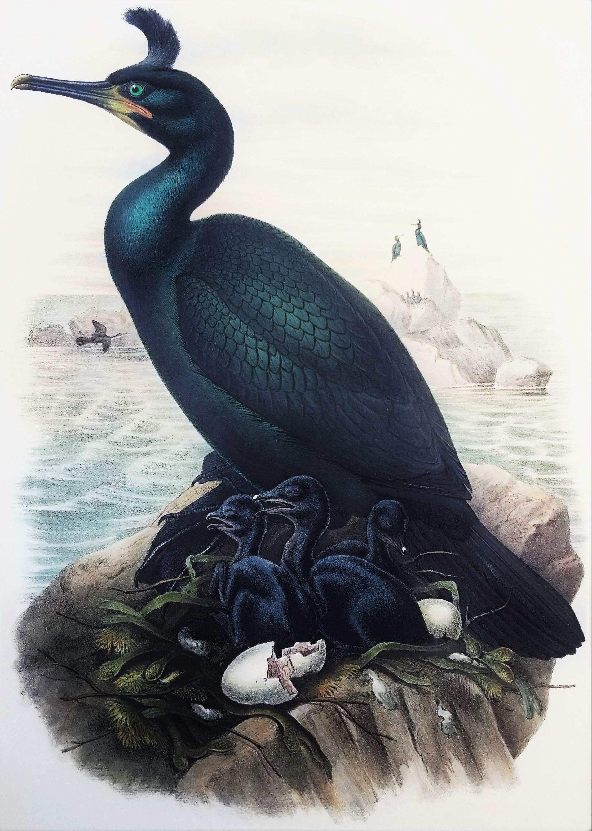Phalacrocorax Graculus (Cormorano dagli occhiali) /// John Gould Ornithology Bird