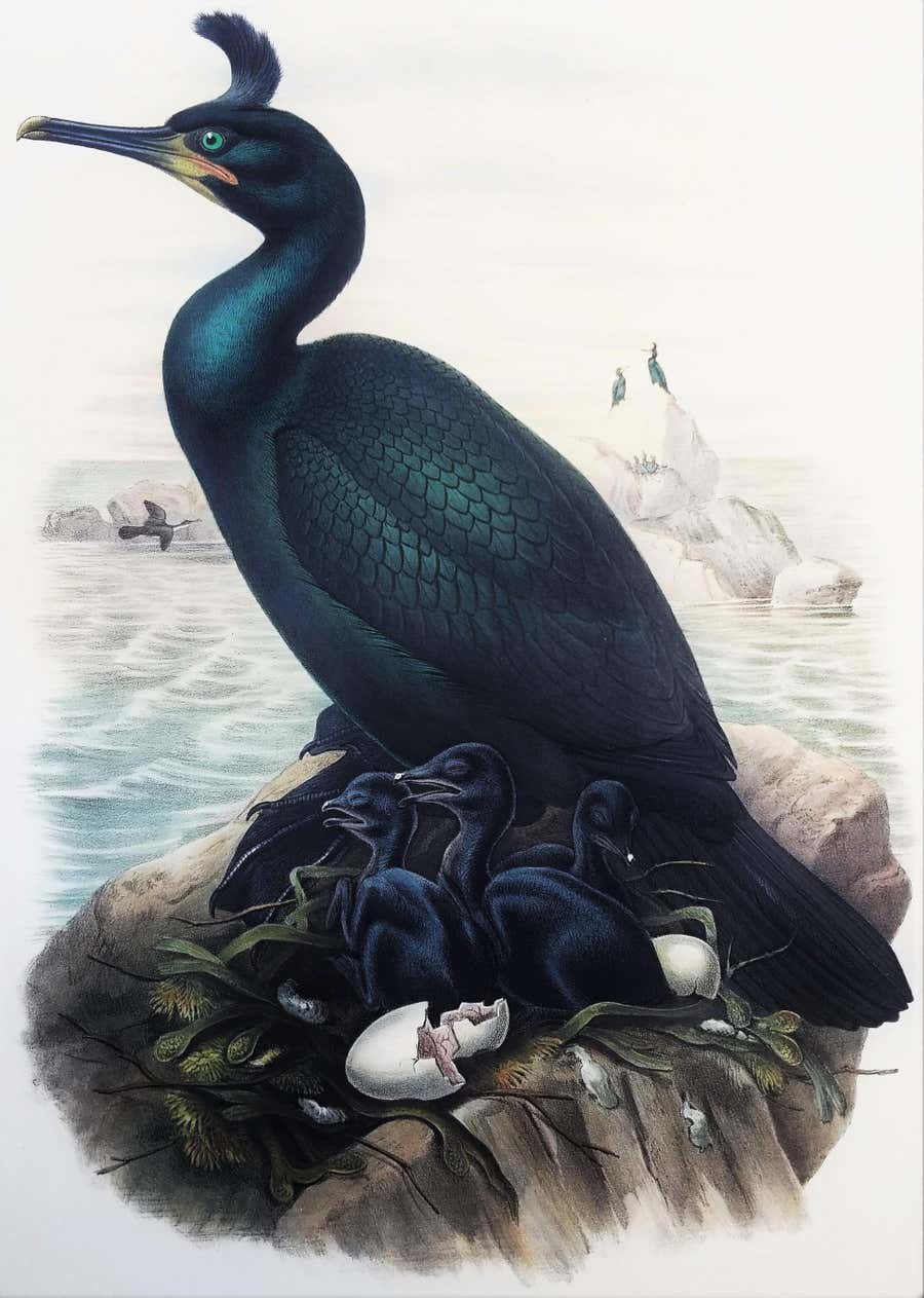 Phalacrocorax Graculus (Spectacled Cormorant) /// John Gould Ornithology Bird