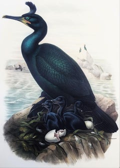Phalacrocorax Graculus (Spectacled Cormorant) /// John Gould Ornithology Bird