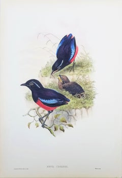 Pitta Ussheri (Black-crowned pitta) /// Ornithology John Gould Bird Animal Litho