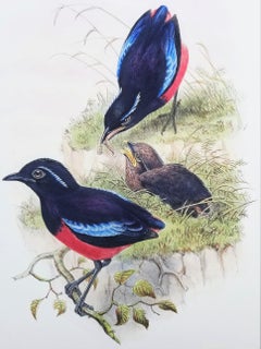 Pitta Ussheri (Black-crowned pitta) /// Ornithology John Gould Bird Animal Litho